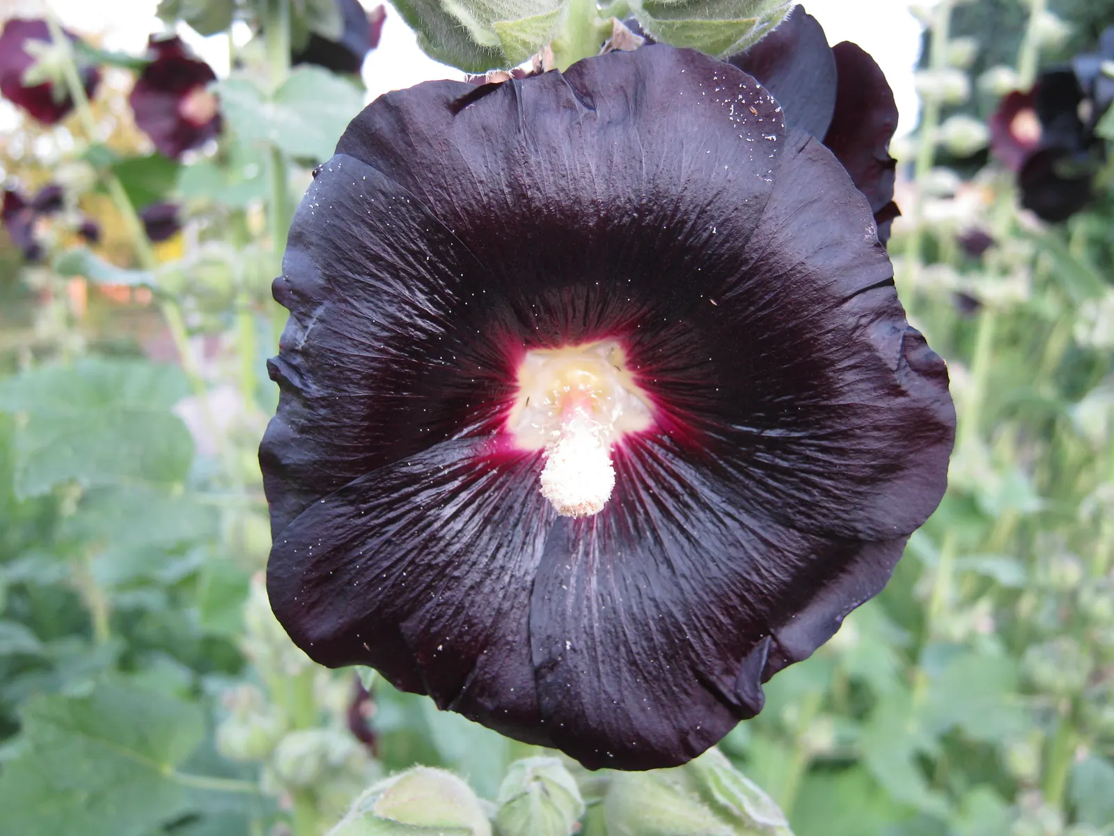 Hollyhock (Alcea Rosea) — and yellow.<br><br>Blooming from mid-summer to early fall; but they also attract beneficial pollinators such as bees and, image 89
