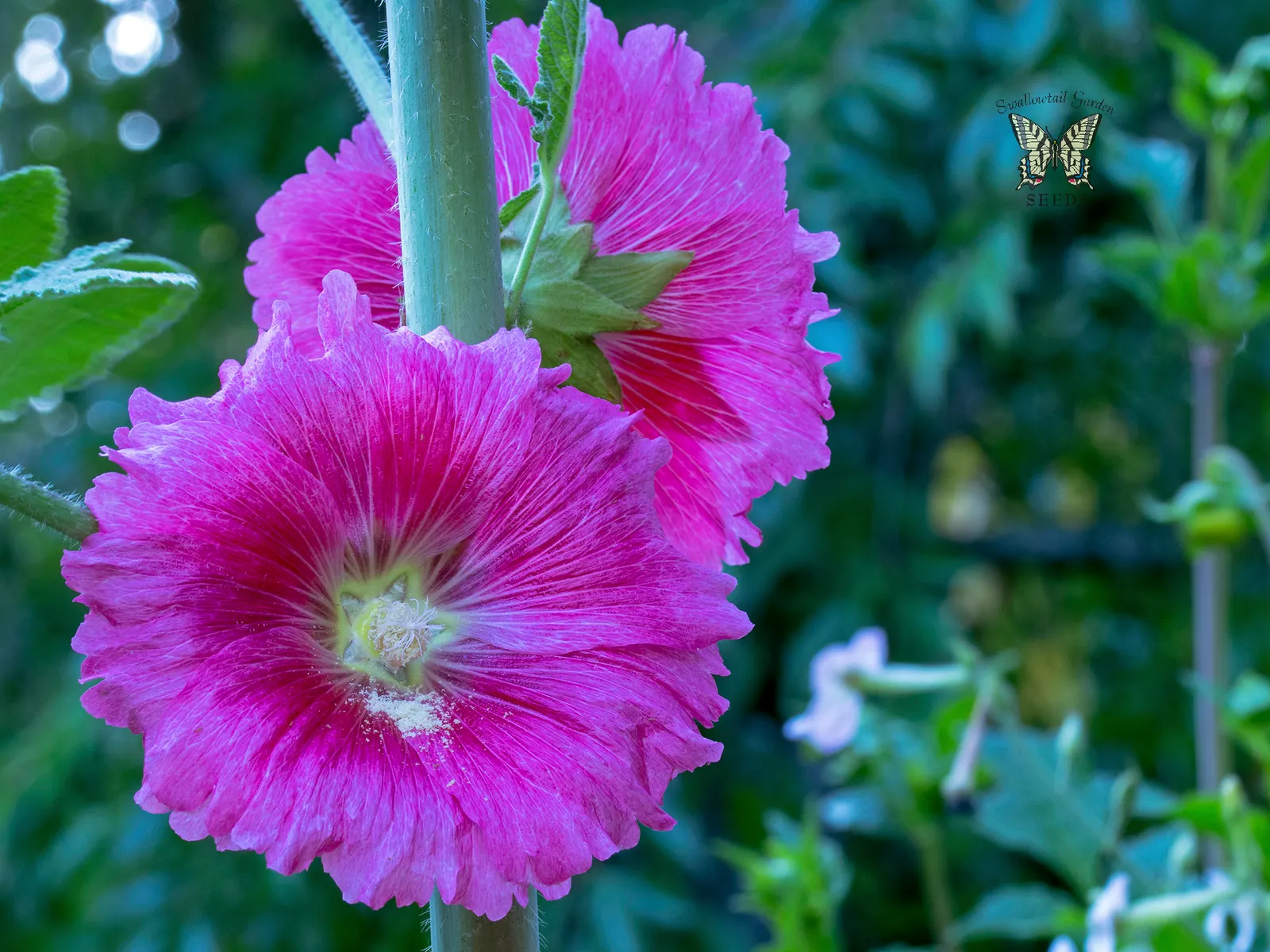 Hollyhock (Alcea Rosea) — is an eye-catching herbaceous perennial that can bring a touch of old-fashioned charm to any landscape design; hollyhocks, image 107