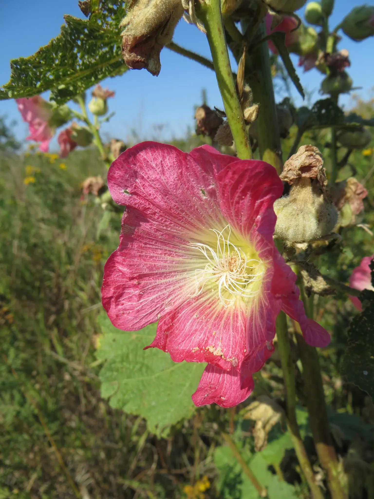 Hollyhock (Alcea Rosea) — It is essential to provide ample space between plants; they are hardy in USDA zones 3 to 8, tolerating a wide range of, image 117