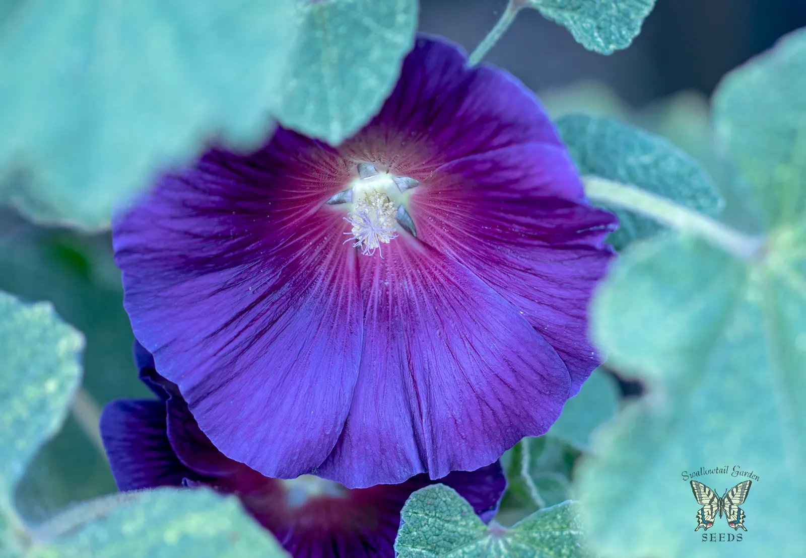 Hollyhock (Alcea Rosea) — The range of colors is broad, image 88