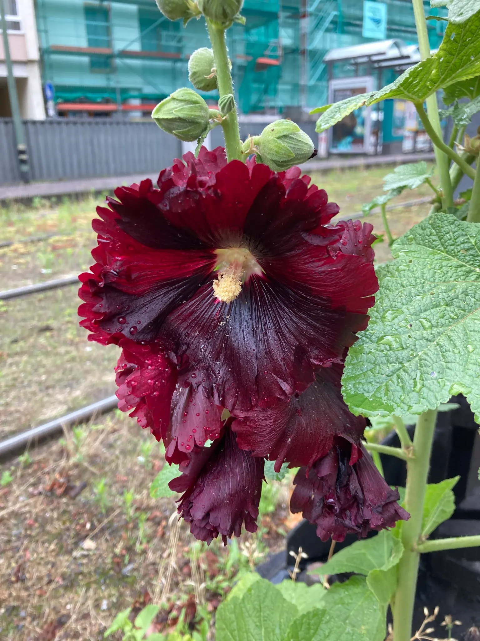 Hollyhock (Alcea Rosea) — Hollyhocks thrive in full sun and prefer well-drained; reaching up to 5-8 feet tall, image 90