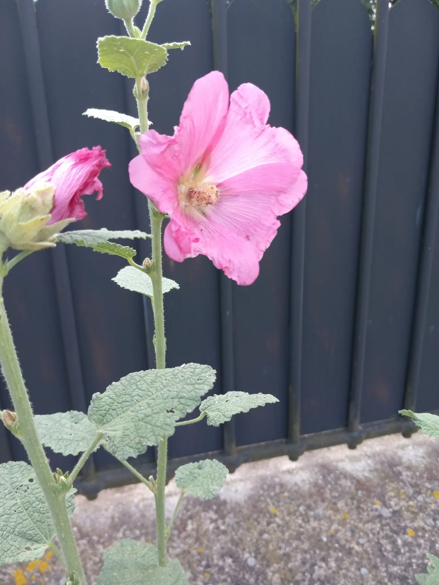 Hollyhock (Alcea Rosea) — green base from which the tall stalks emerge
