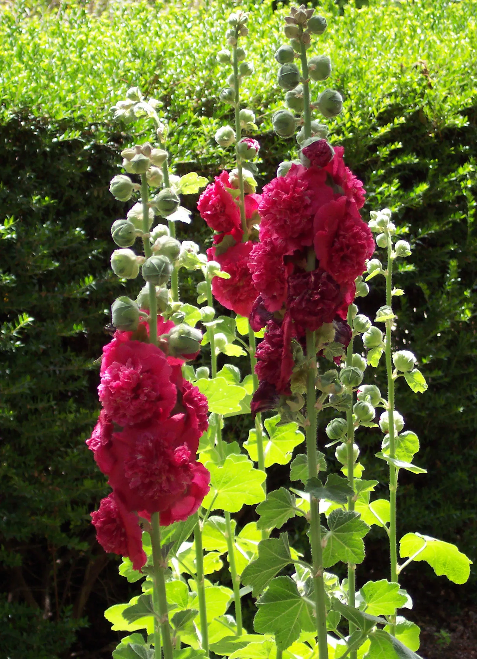Hollyhock (Alcea Rosea) — each flower spanning an average of 3 to 5 inches across; scientifically known as Alcea rosea, image 112