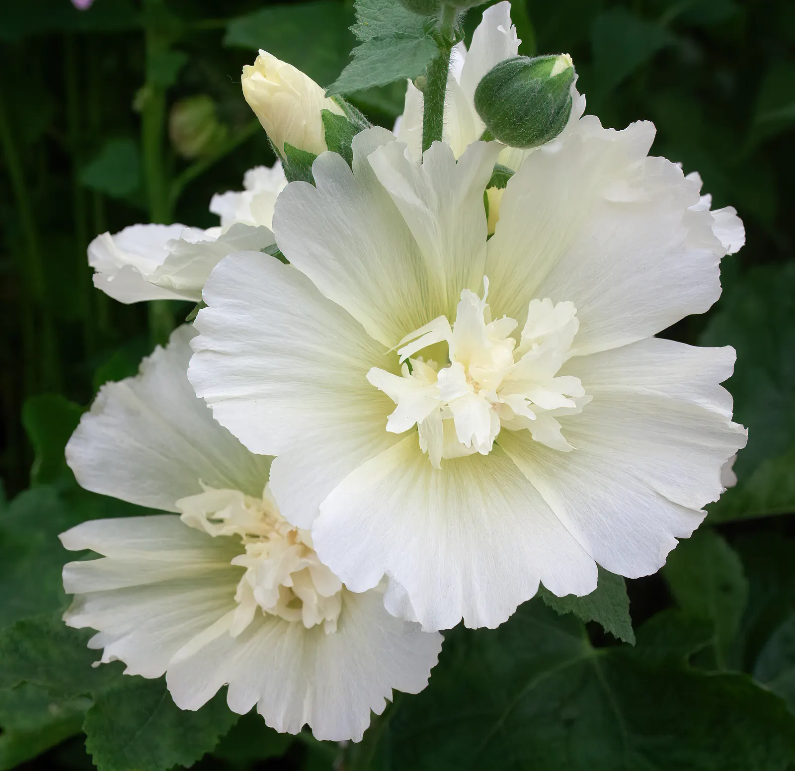 Hollyhock (Alcea Rosea) — Hollyhocks typically grow to an impressive height ranging from 6 to 8 feet