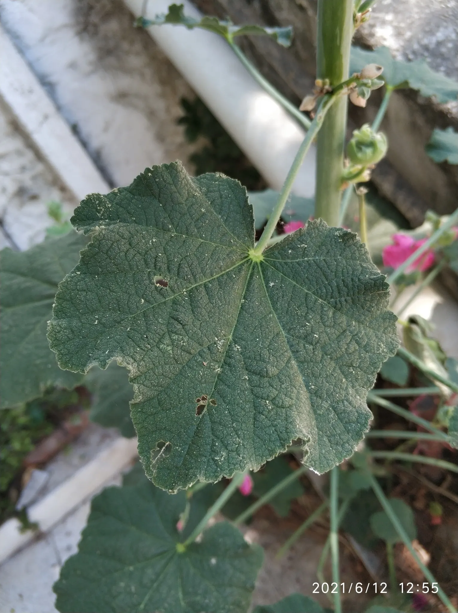 Hollyhock (Alcea Rosea) — scientifically known as Alcea rosea; and yellow.<br><br>Blooming from mid-summer to early fall, image 81