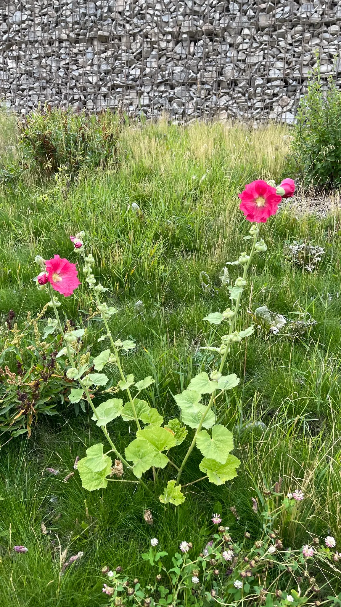 Hollyhock (Alcea Rosea) — Hollyhocks are biennial or short-lived perennials; to help promote air circulation and prevent rust, image 96