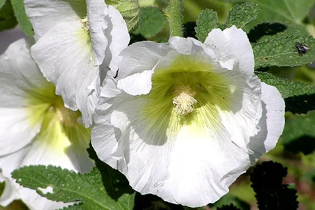 Hollyhock (Alcea Rosea) — perennial with pink and red blooms; hollyhocks thrive in full sun and prefer well-drained, image 99