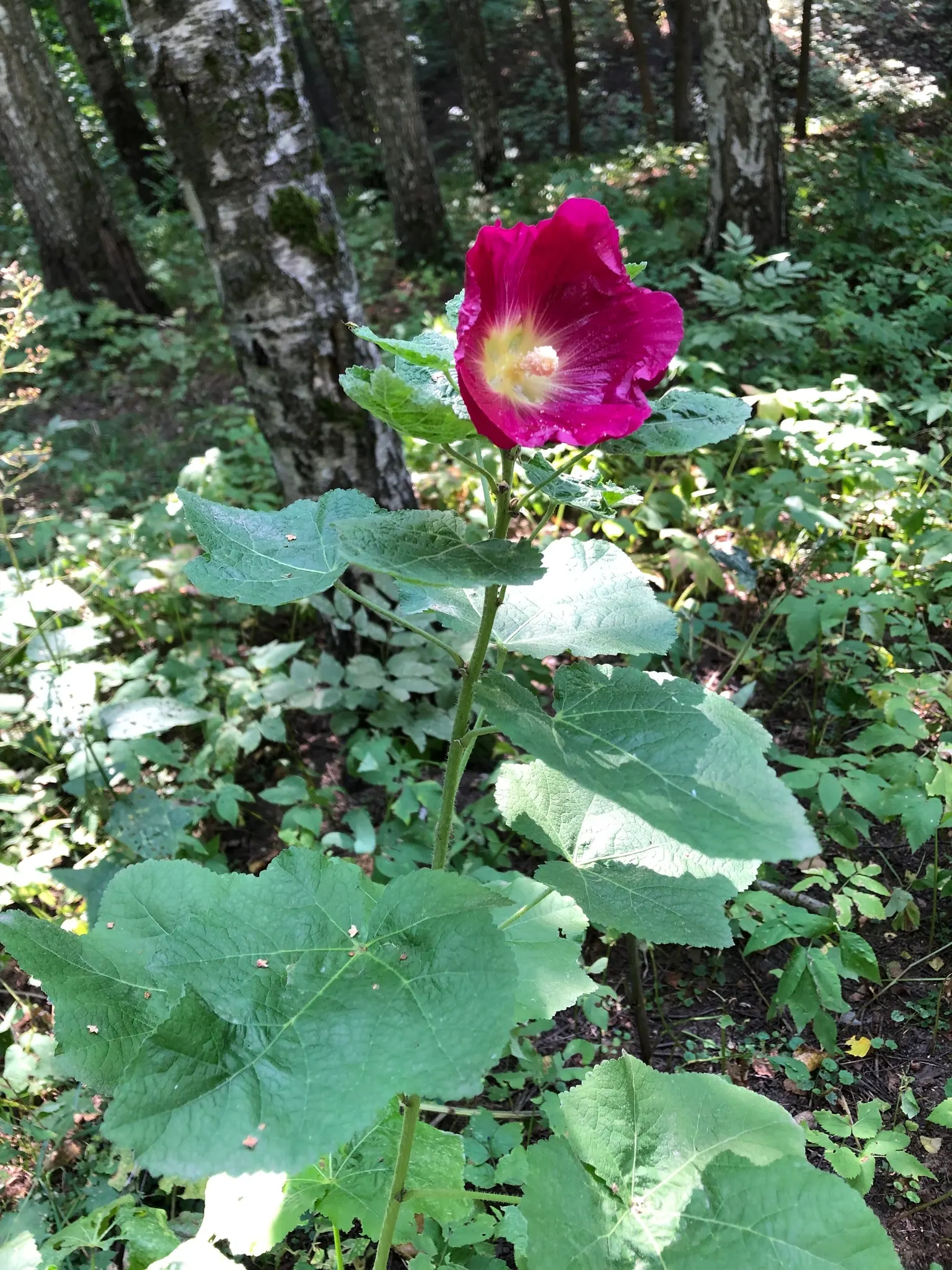 Hollyhock (Alcea Rosea) — perennial with pink and red blooms