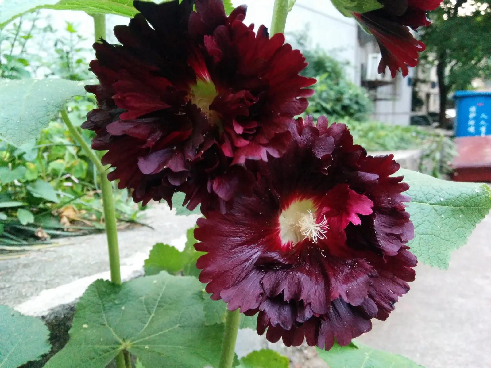 Hollyhock (Alcea Rosea) — which ensures their presence in the garden year after year; is an ornamental biennial known for its towering presence, image 97
