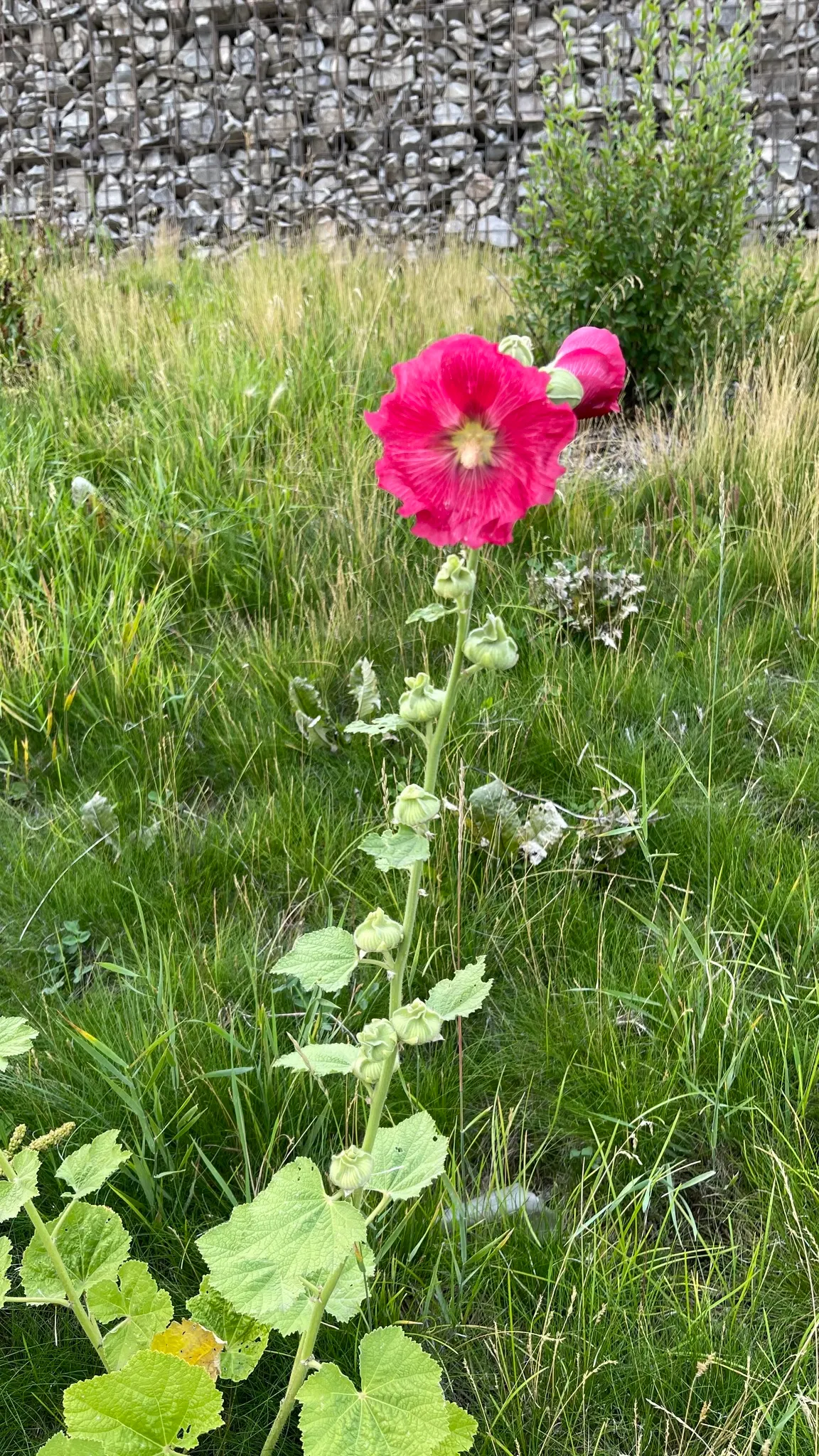 Hollyhock (Alcea Rosea) — reaching up to 5-8 feet tall