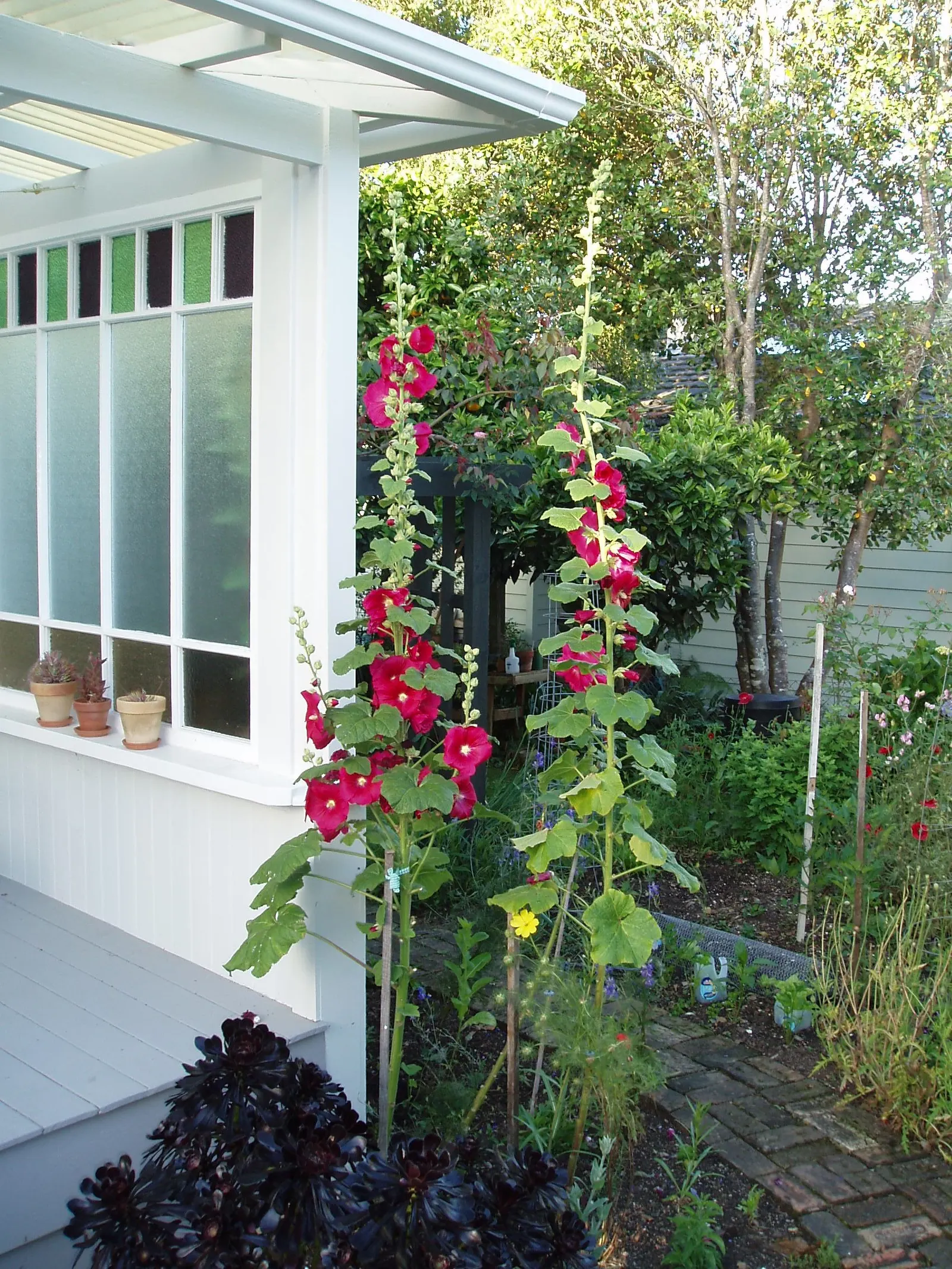 Hollyhock (Alcea Rosea) — is an ornamental biennial known for its towering presence