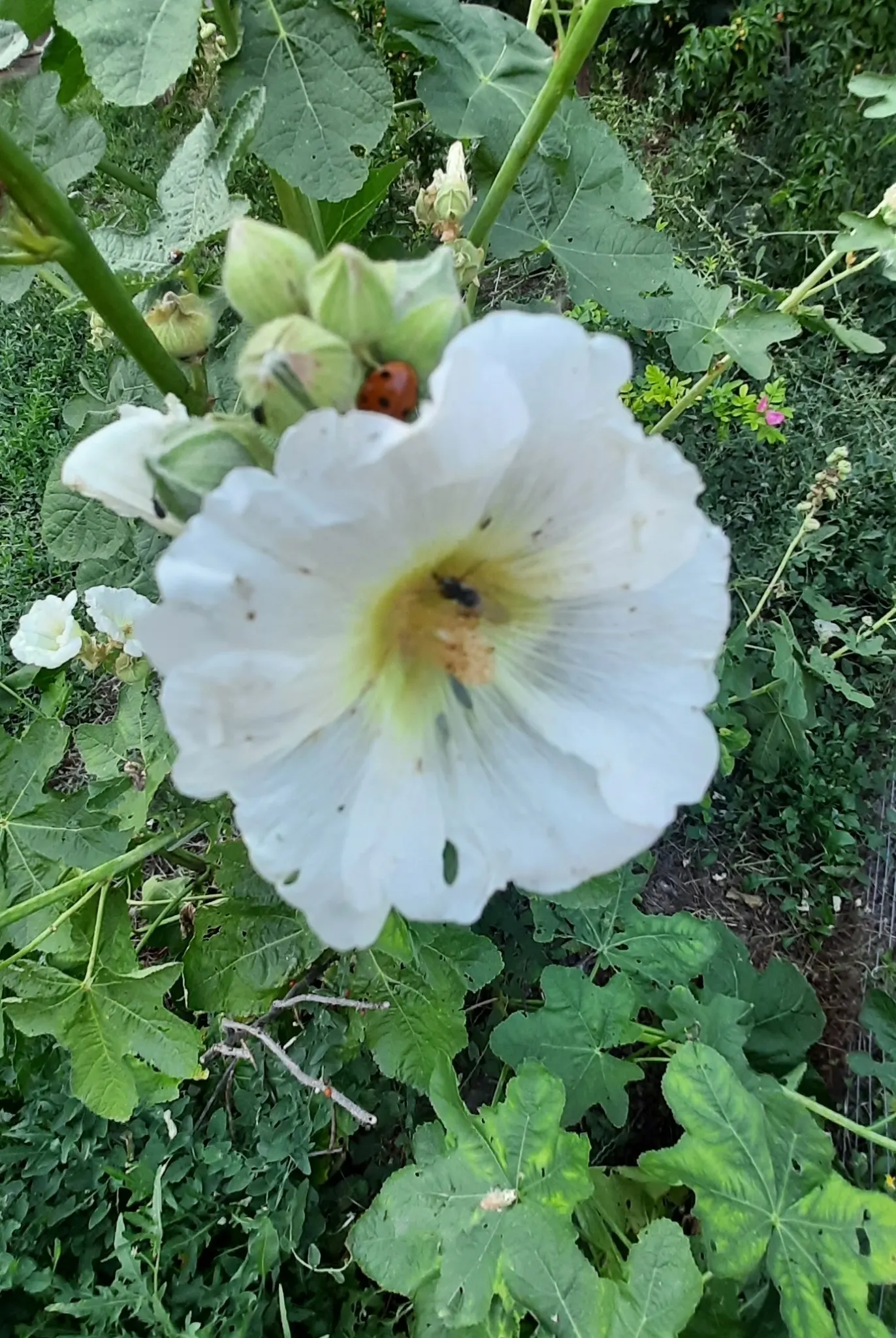 Hollyhock (Alcea Rosea) — Plant in well-drained soil at 18-24 inch intervals; perennial for full, image 79