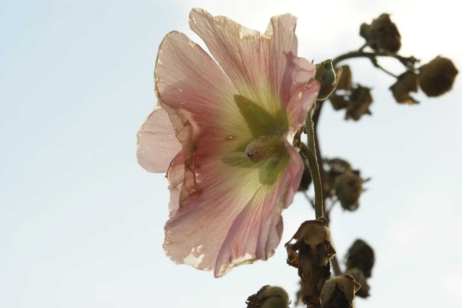Hollyhock (Alcea Rosea) — but they also attract beneficial pollinators such as bees and butterflies; each flower spanning an average of 3 to 5, image 95
