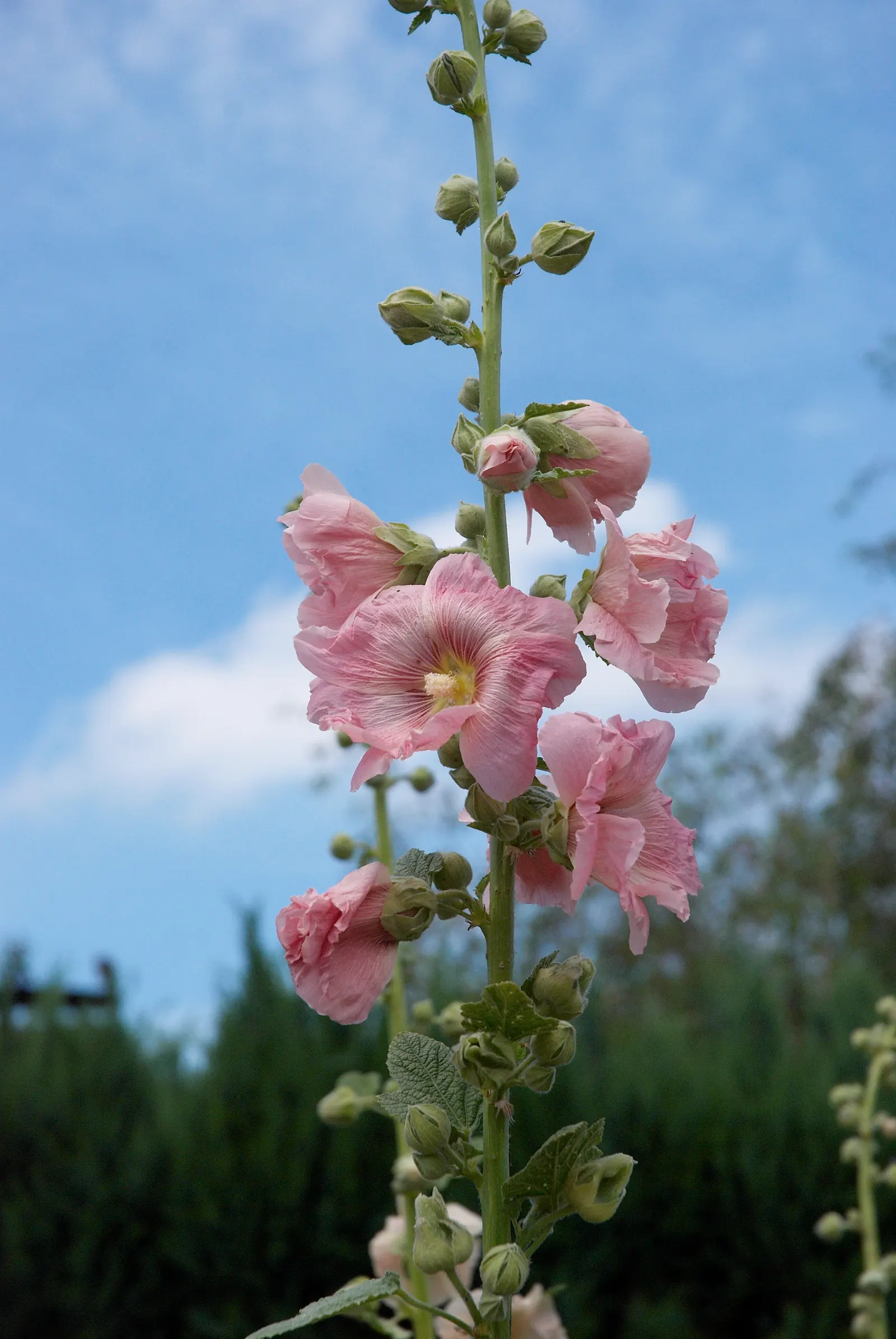 Hollyhock (Alcea Rosea) — which ensures their presence in the garden year after year; is an ornamental biennial known for its towering presence