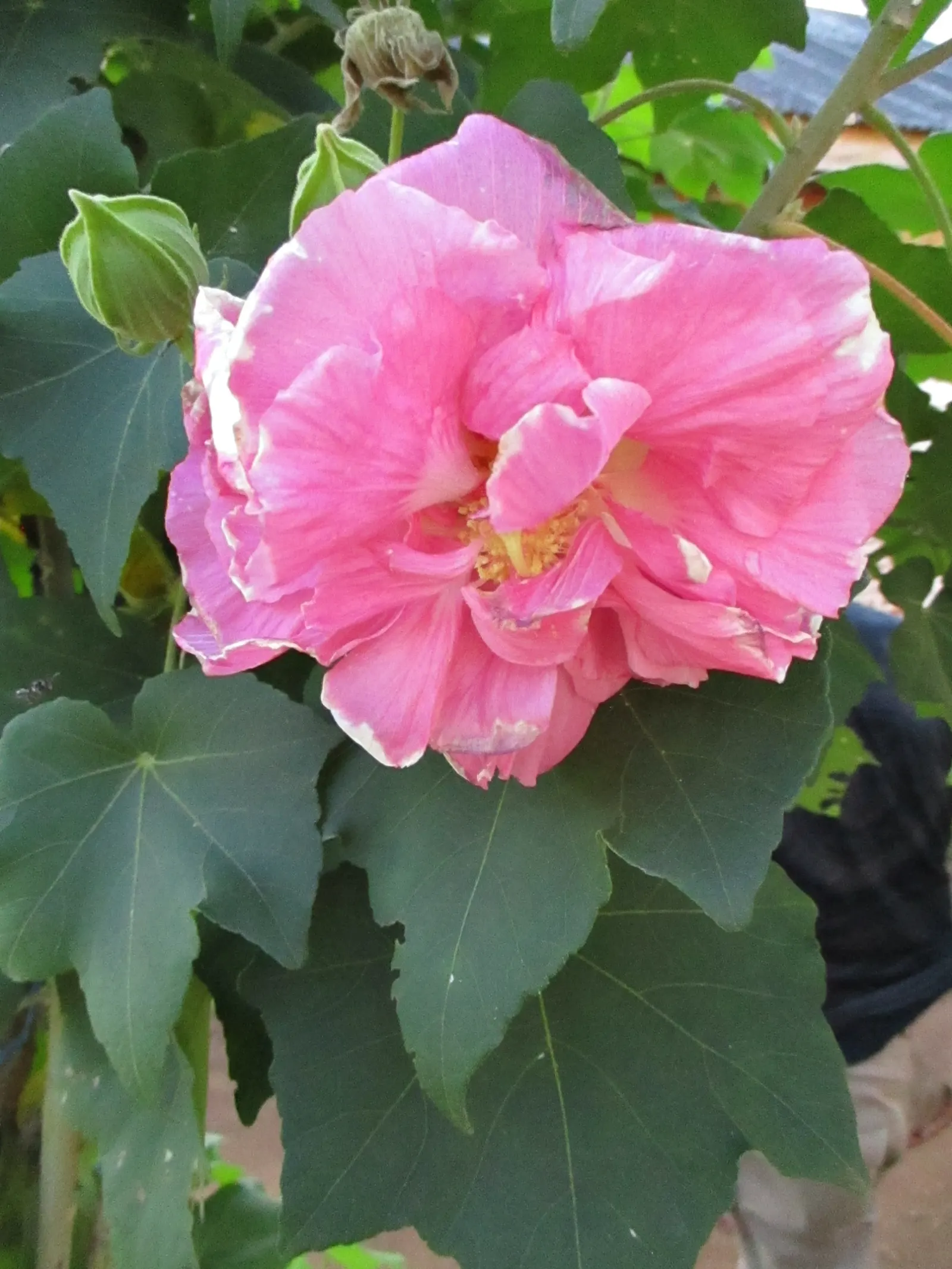 Hollyhock (Alcea Rosea) — to help promote air circulation and prevent rust; it attracts pollinators and adds vertical interest to borders or as a, image 69