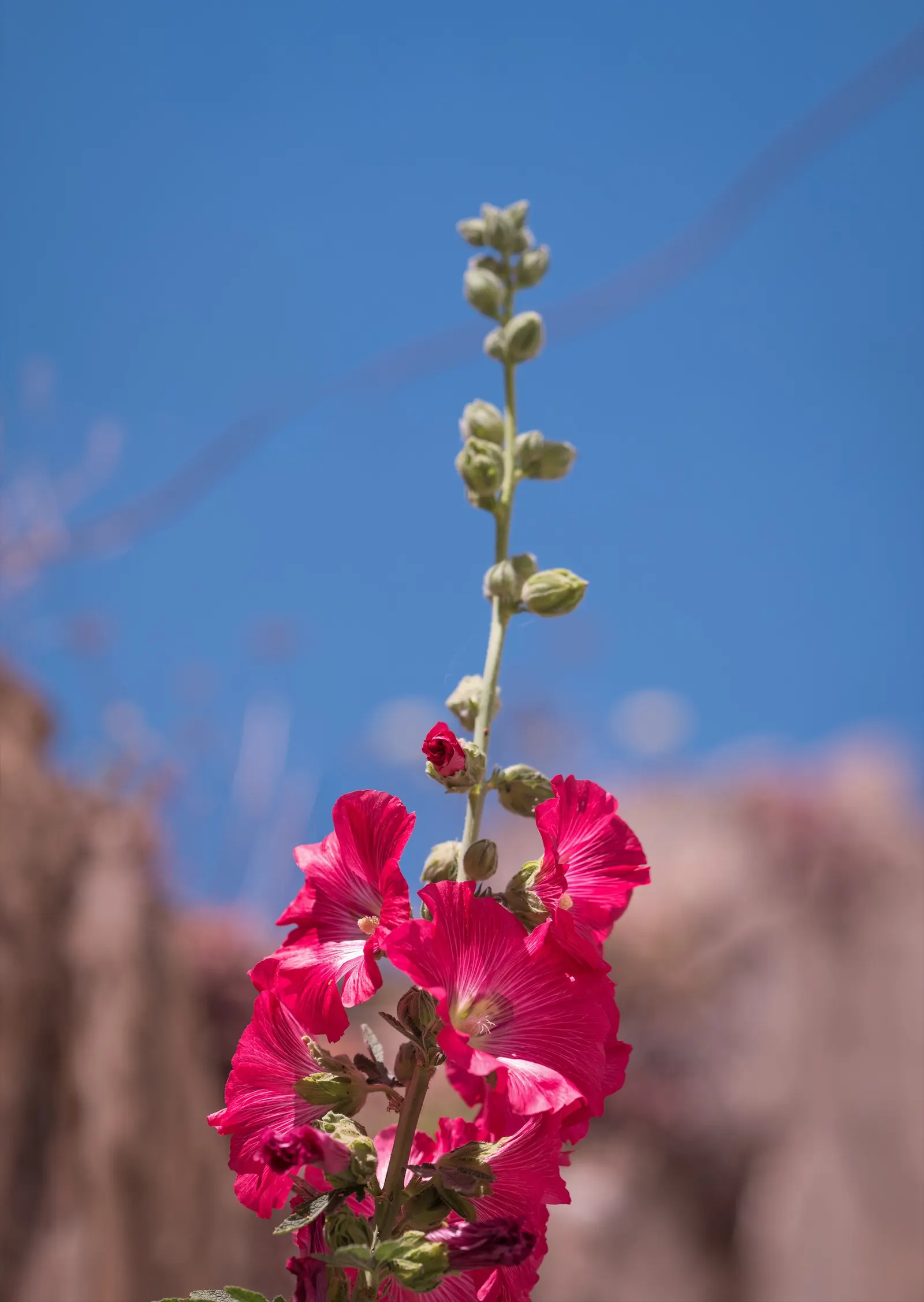 Hollyhock (Alcea Rosea) — is an ornamental biennial known for its towering presence; plant in well-drained soil at 18-24 inch intervals