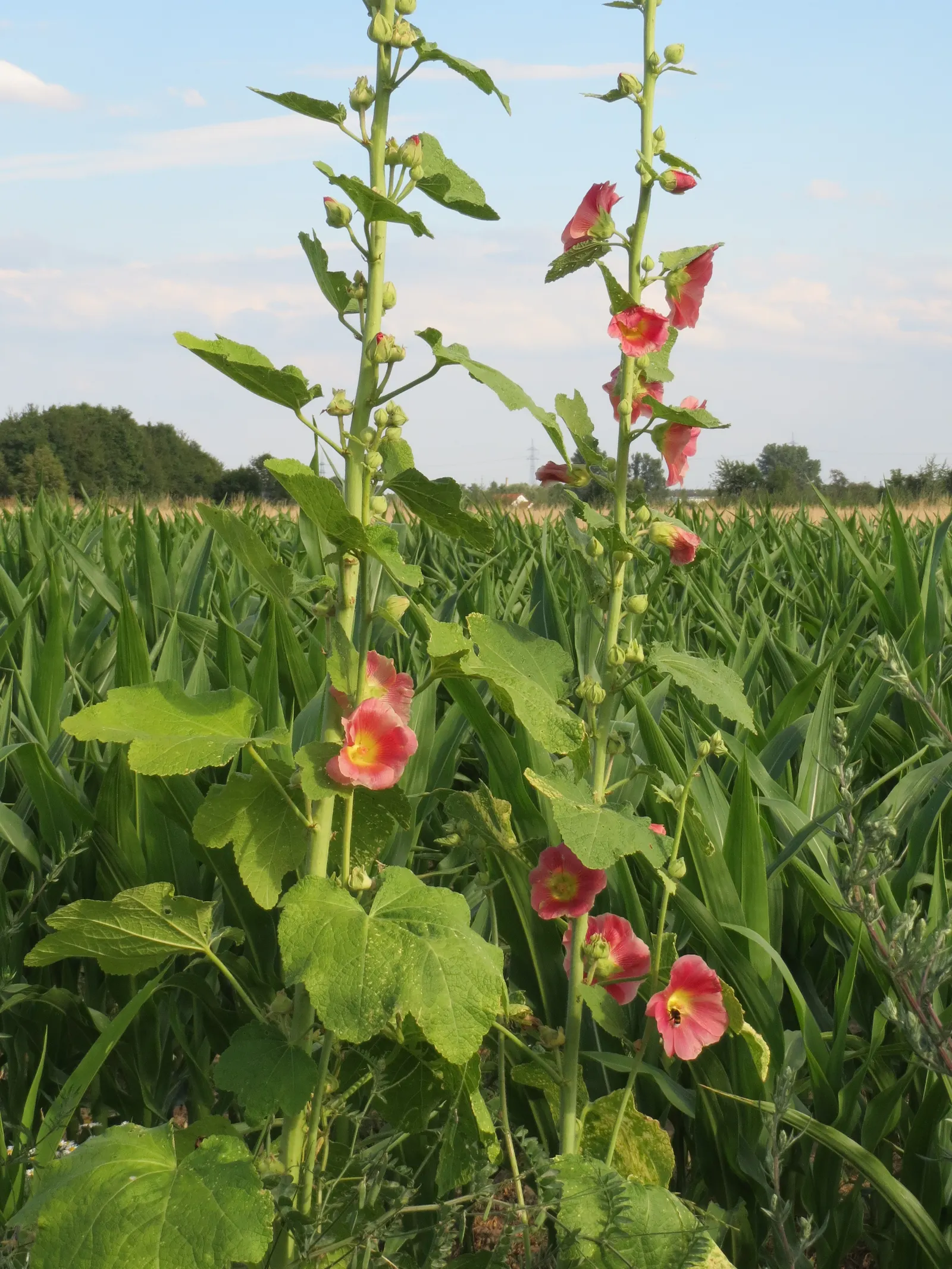 Hollyhock (Alcea Rosea) — is an ornamental biennial known for its towering presence; plant in well-drained soil at 18-24 inch intervals, image 51