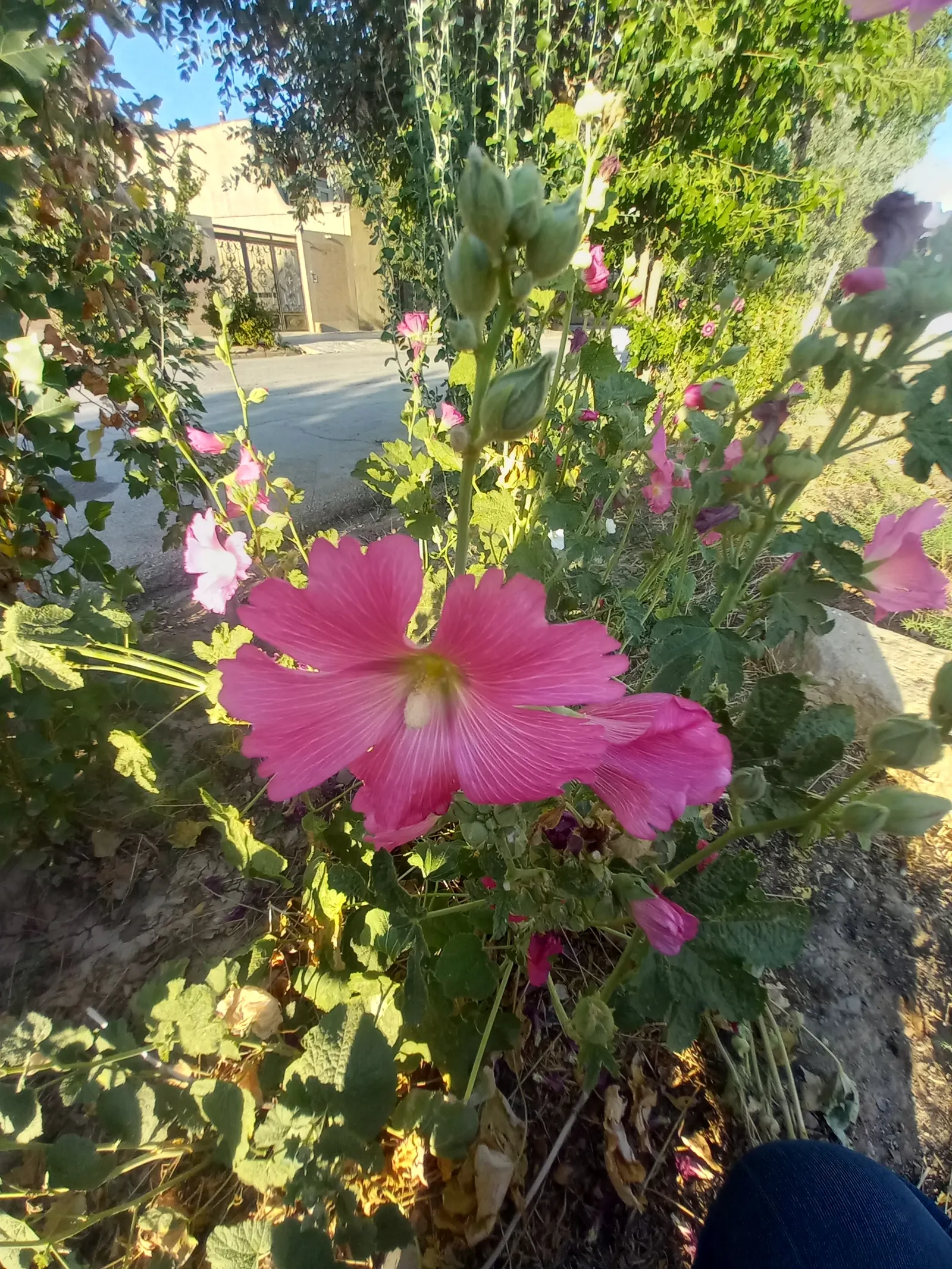 Hollyhock (Alcea Rosea) — but they also attract beneficial pollinators such as bees and butterflies