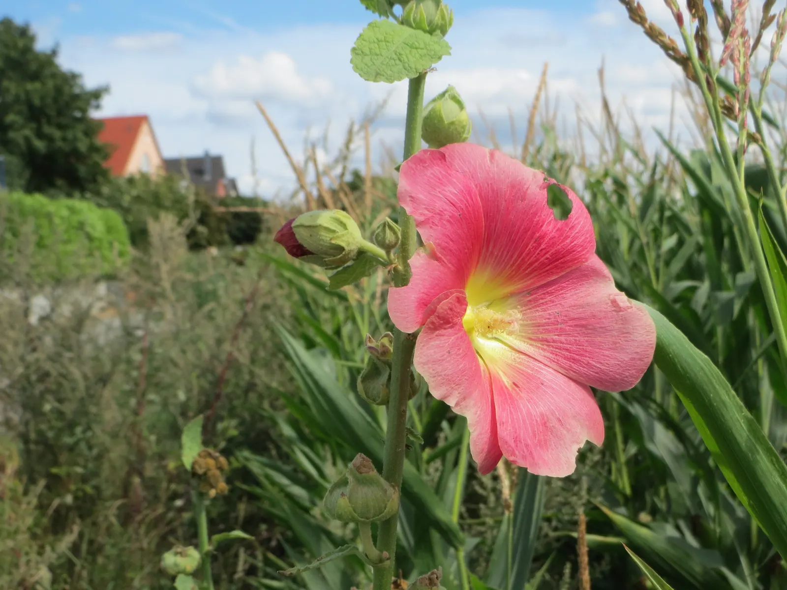 Hollyhock (Alcea Rosea) — pink and red flowers in the garden; hollyhocks typically grow to an impressive height ranging from 6 to 8 feet