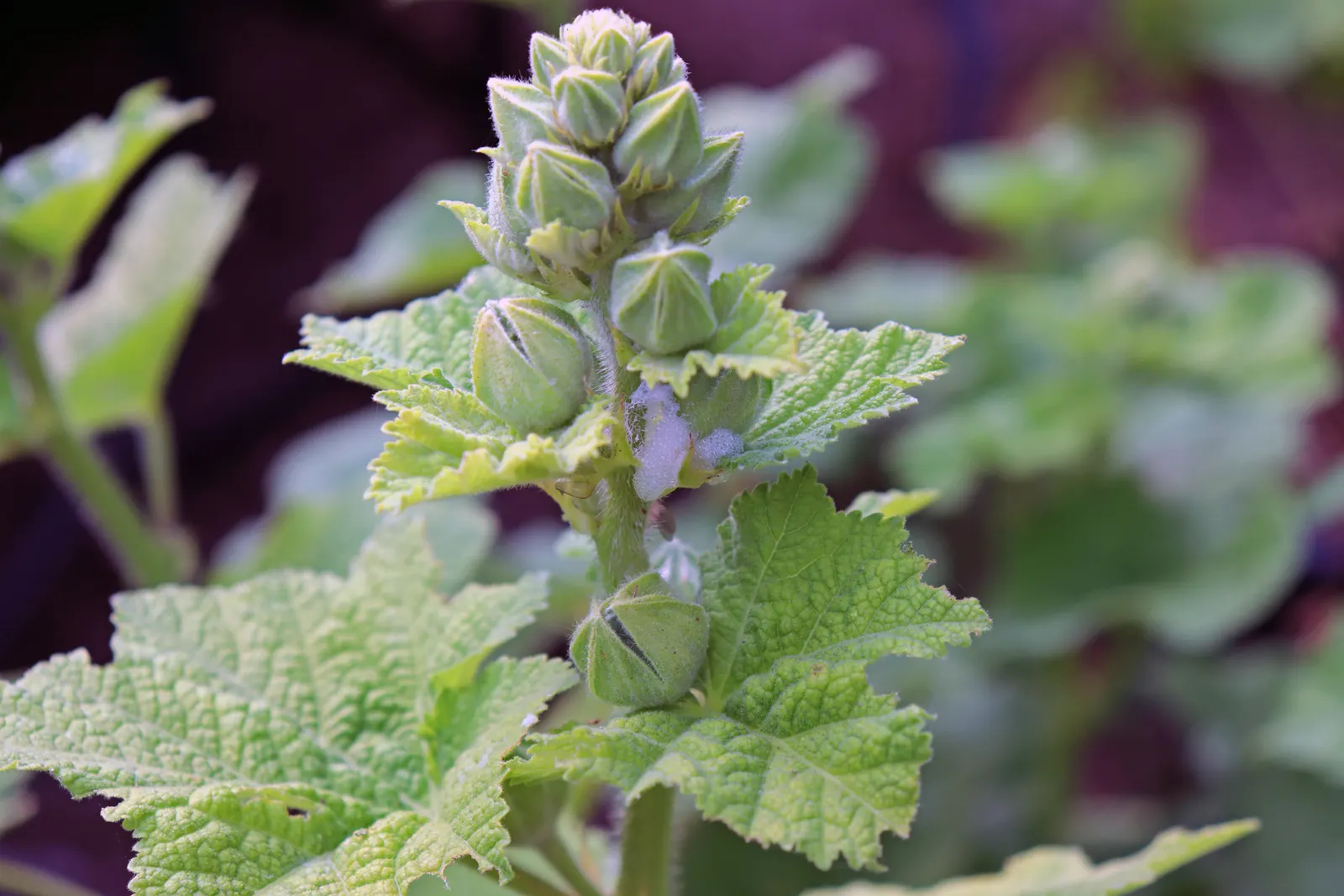 Hollyhock (Alcea Rosea) — perennial for full; which ensures their presence in the garden year after year, image 100