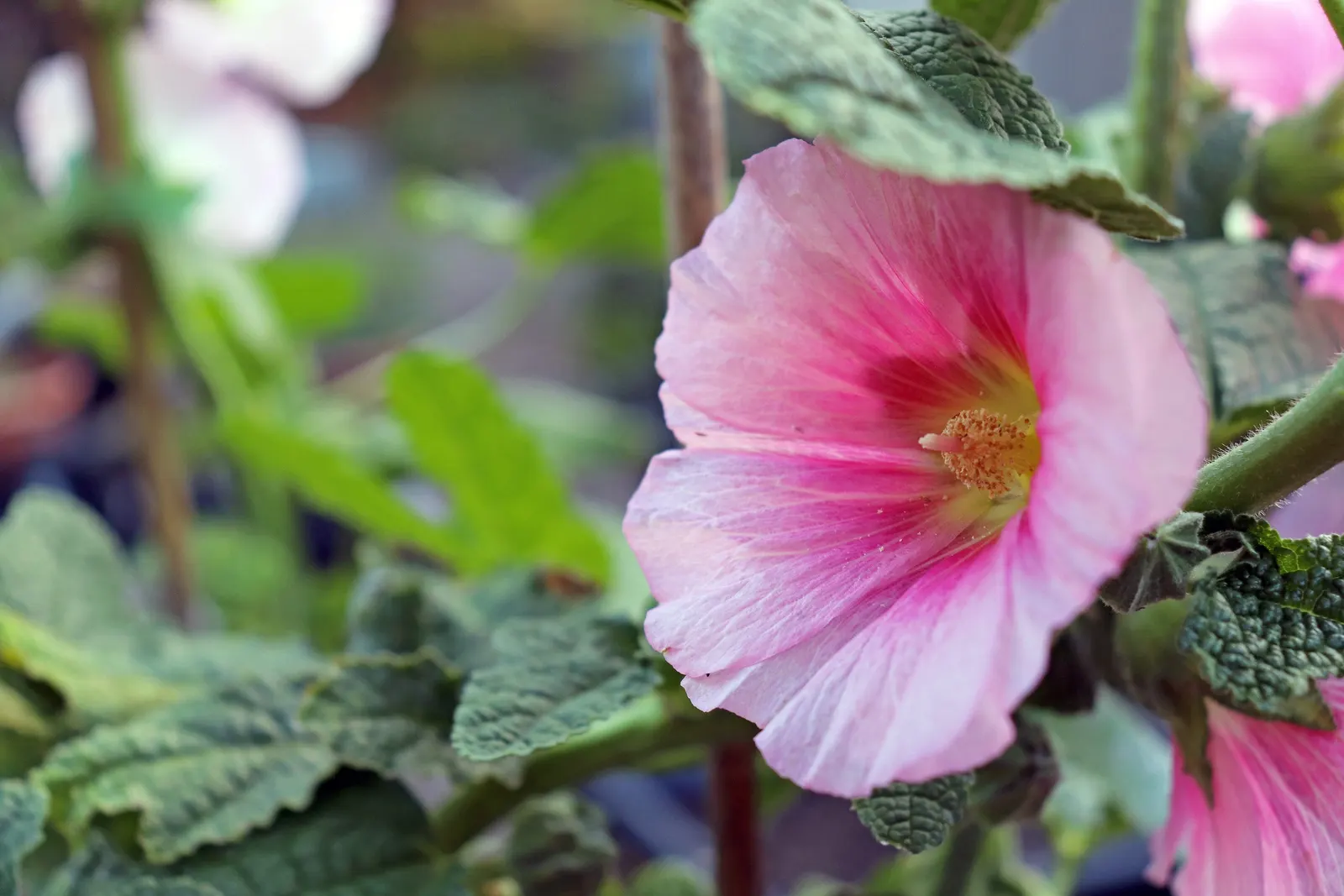 Hollyhock (Alcea Rosea) — to help promote air circulation and prevent rust; it attracts pollinators and adds vertical interest to borders or as a background