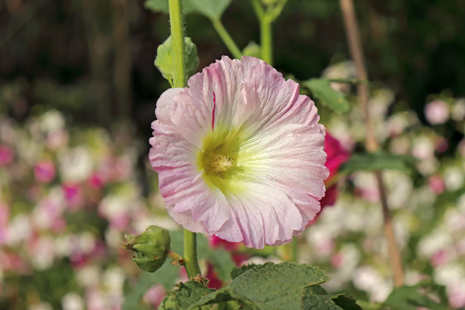 Hollyhock (Alcea Rosea) — It attracts pollinators and adds vertical interest to borders or as a background plant; is an eye-catching herbaceous, image 130