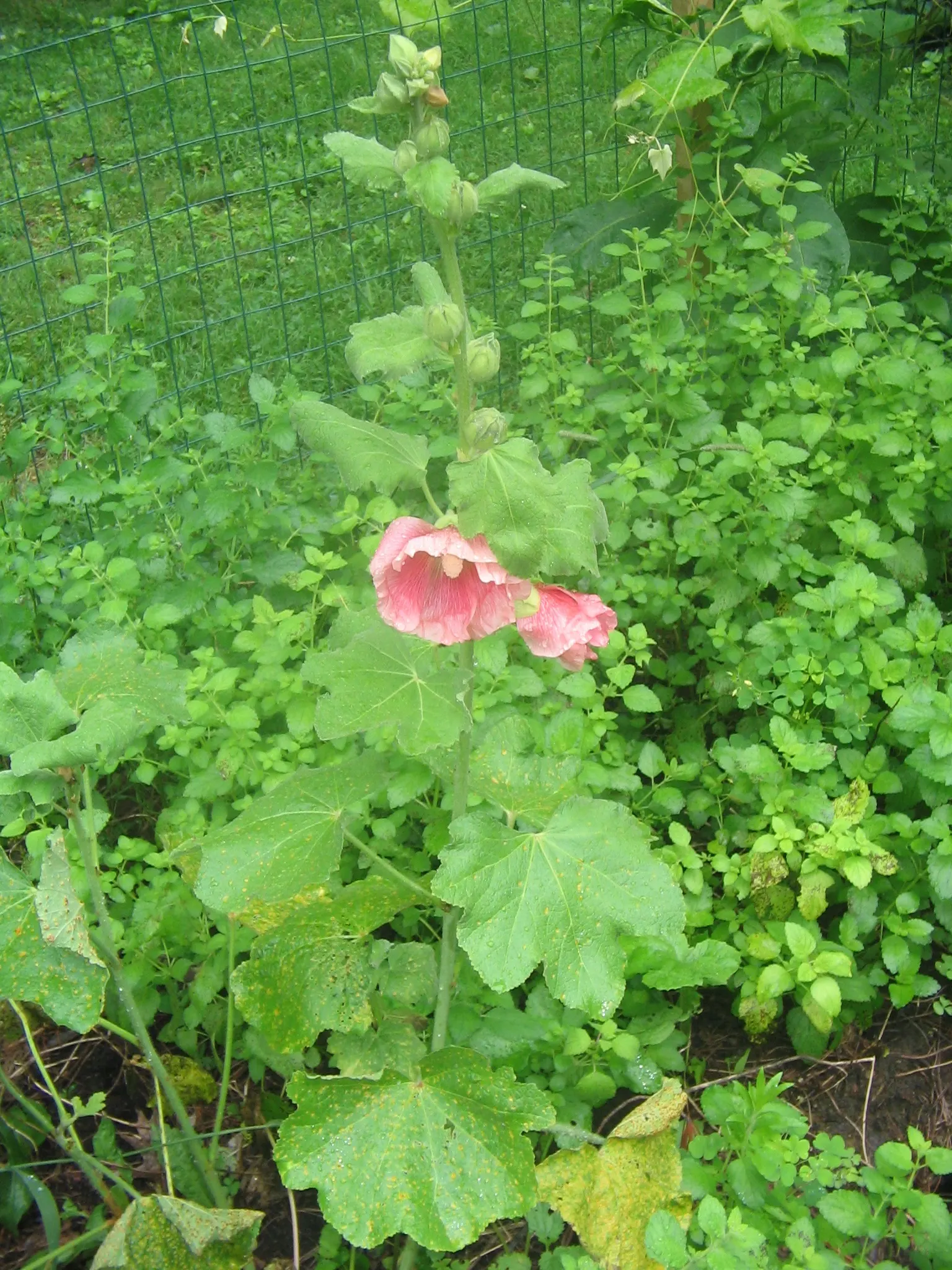 Hollyhock (Alcea Rosea) — It is essential to provide ample space between plants; they are hardy in USDA zones 3 to 8, tolerating a wide range of, image 67