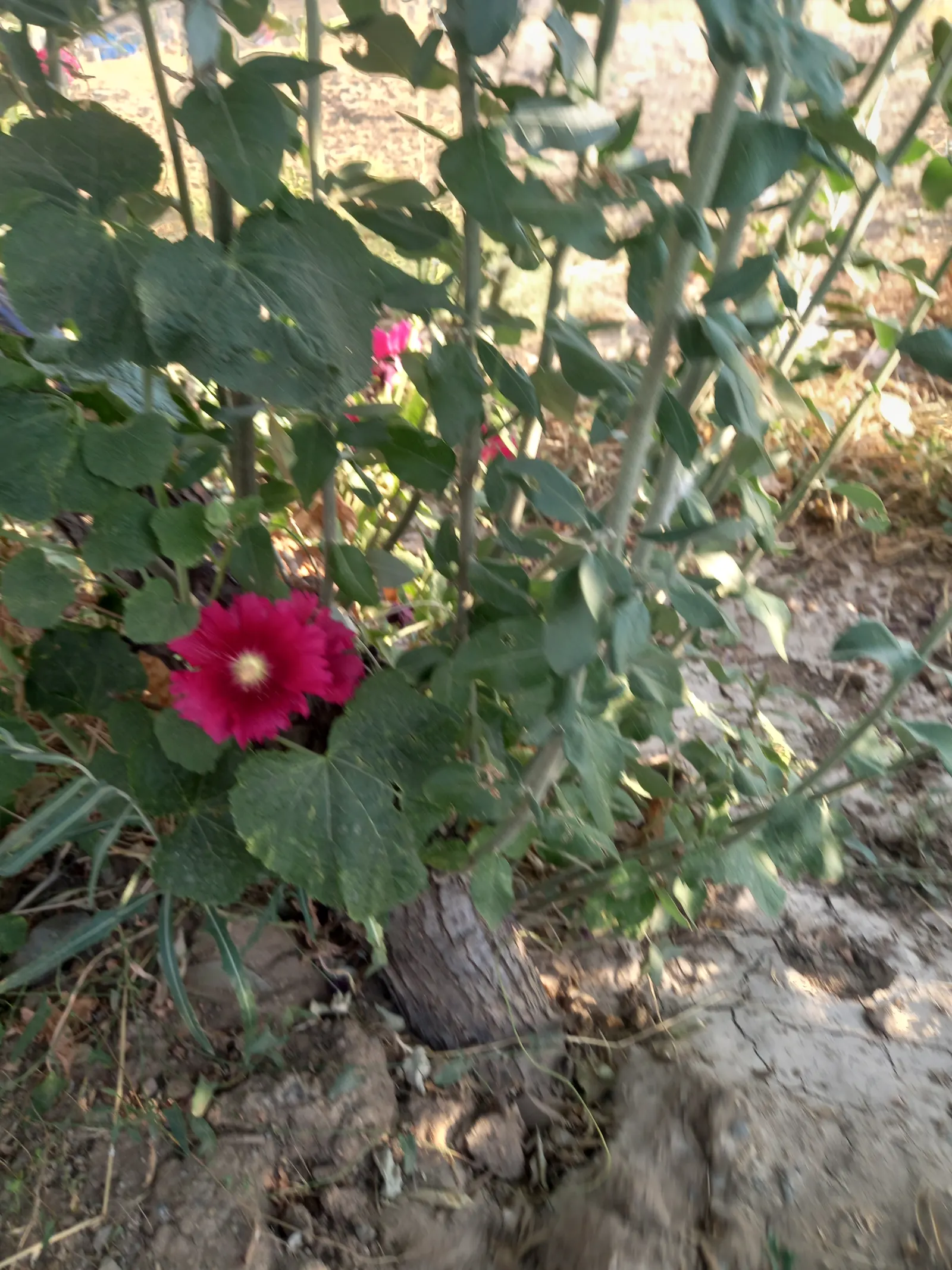 Hollyhock (Alcea Rosea) — The plant is renowned for its towering spires adorned with a profusion of colorful blooms; perennial with pink and red, image 86