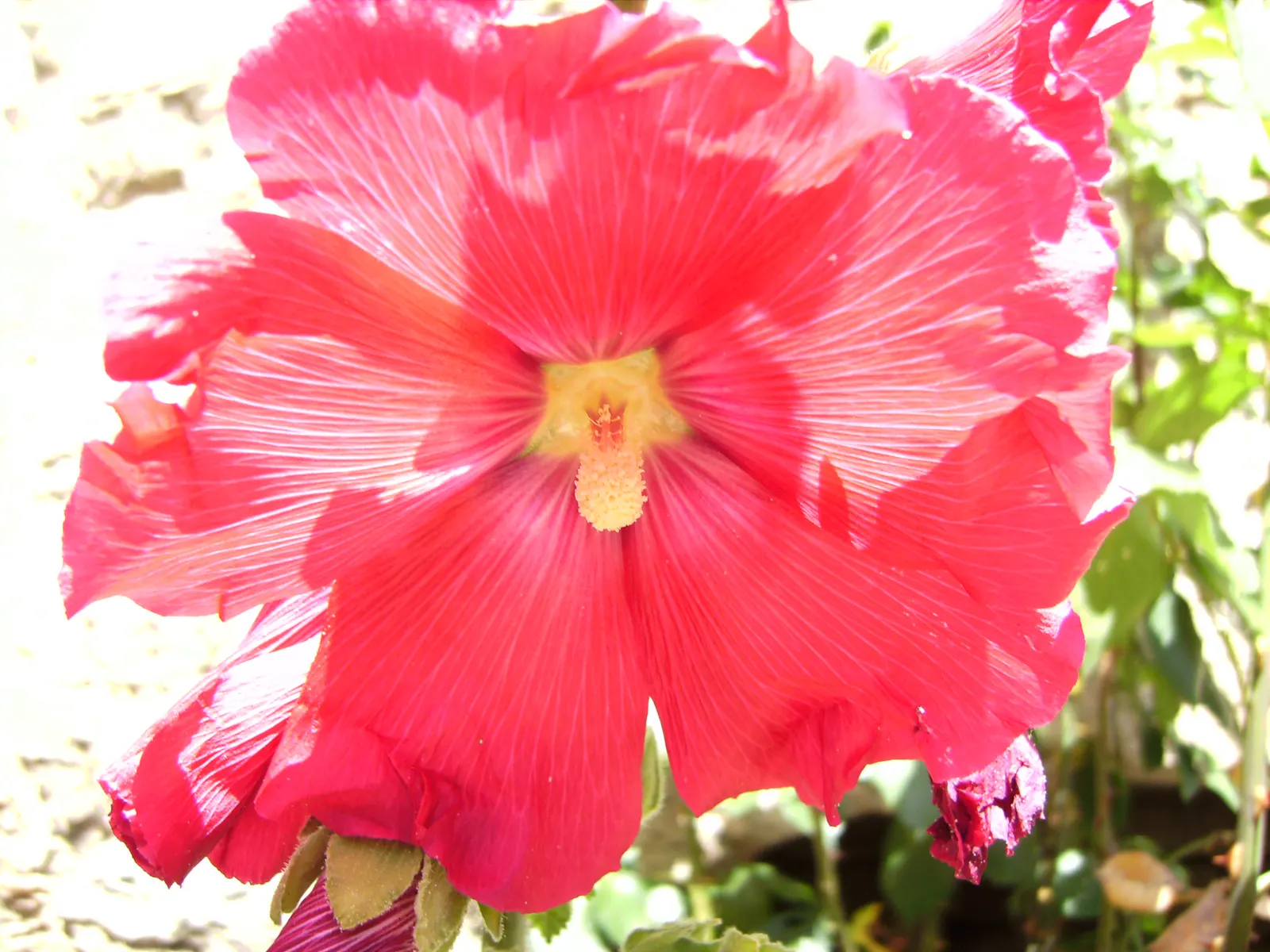 Hollyhock (Alcea Rosea) — They are hardy in USDA zones 3 to 8, tolerating a wide range of temperatures once established; which can span up to 8, image 91