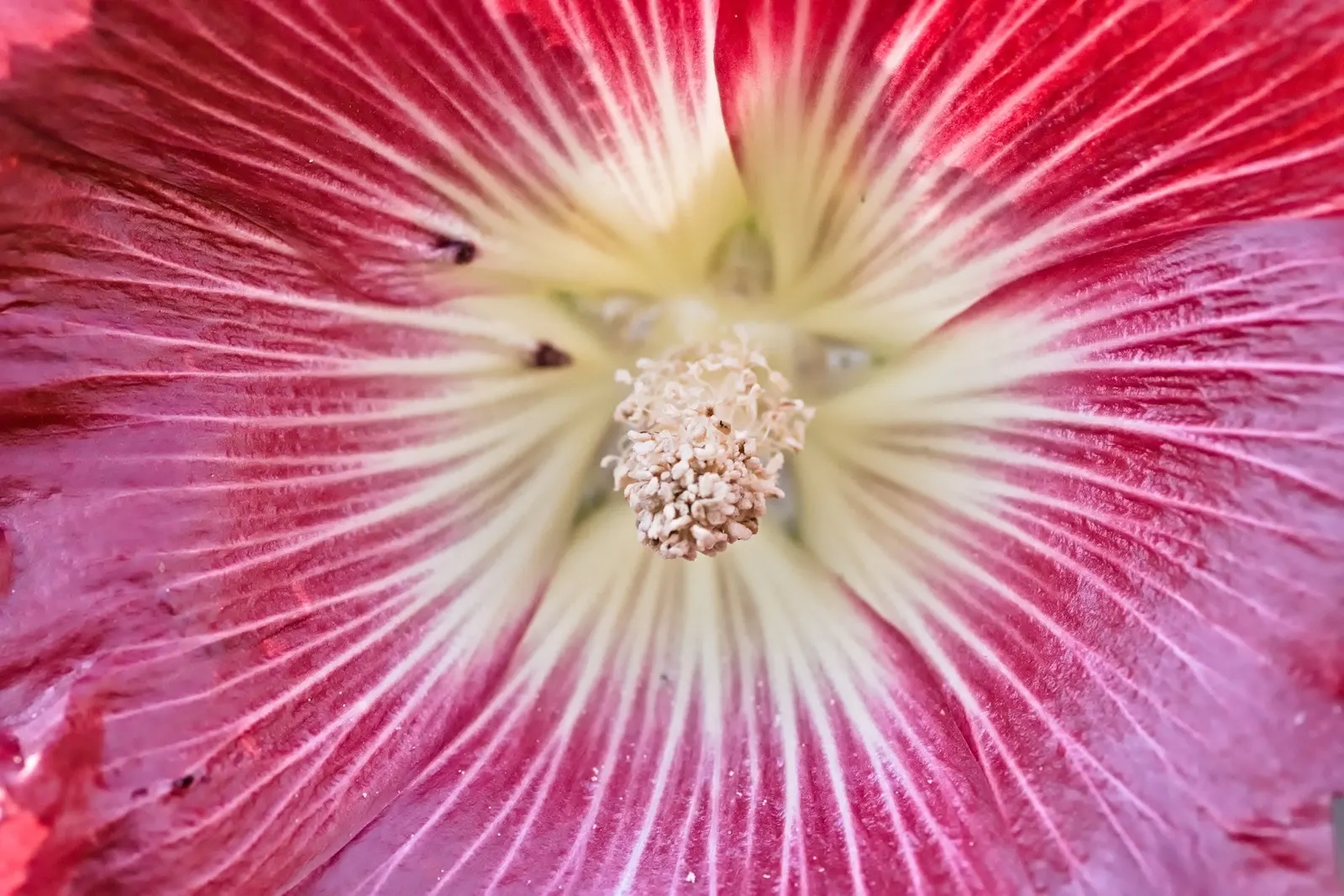 Hollyhock (Alcea Rosea) — but they also attract beneficial pollinators such as bees and butterflies; each flower spanning an average of 3 to 5 inches across