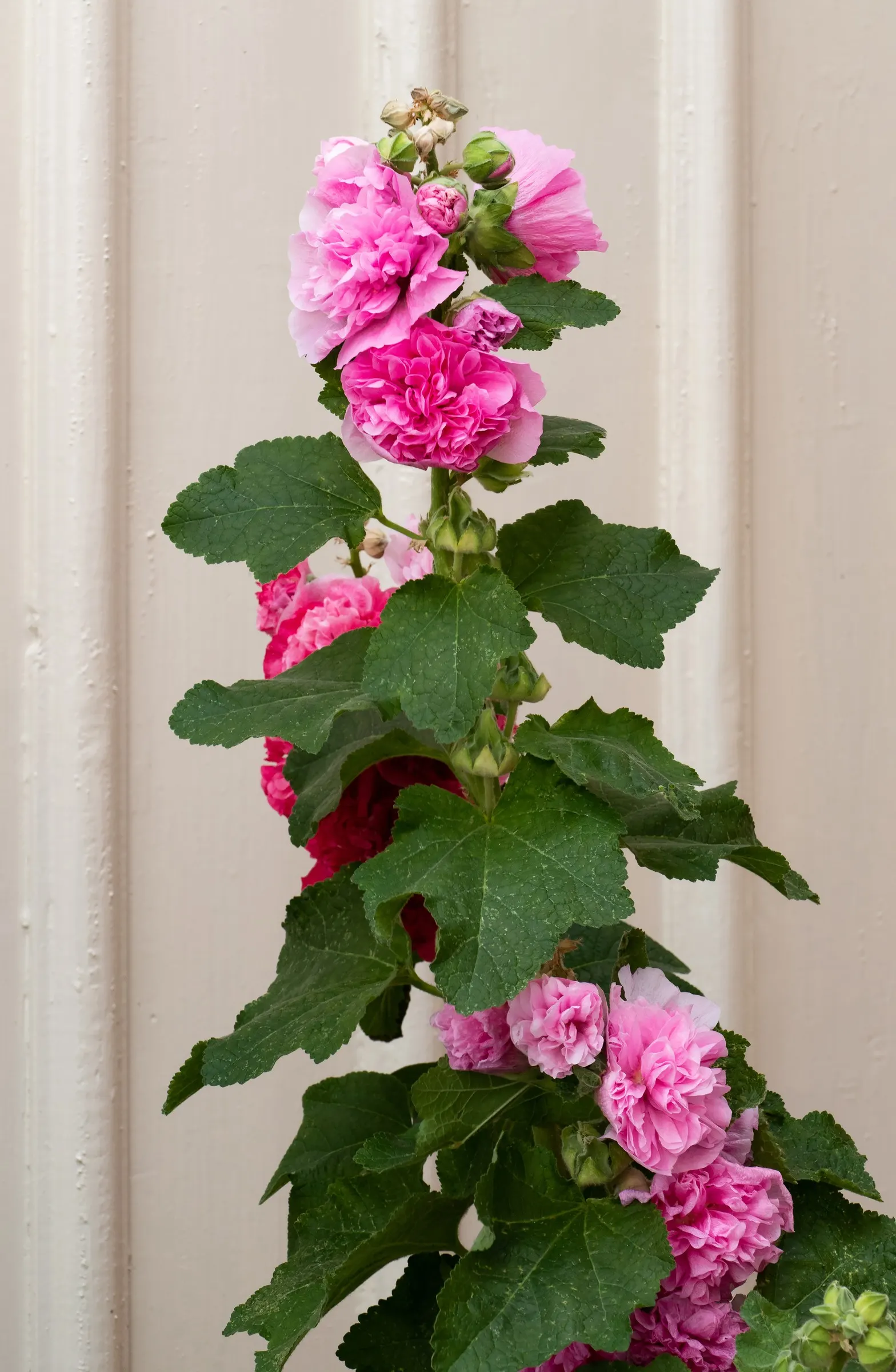 Hollyhock (Alcea Rosea) — pink and red flowers in the garden; hollyhocks typically grow to an impressive height ranging from 6 to 8 feet, image 123