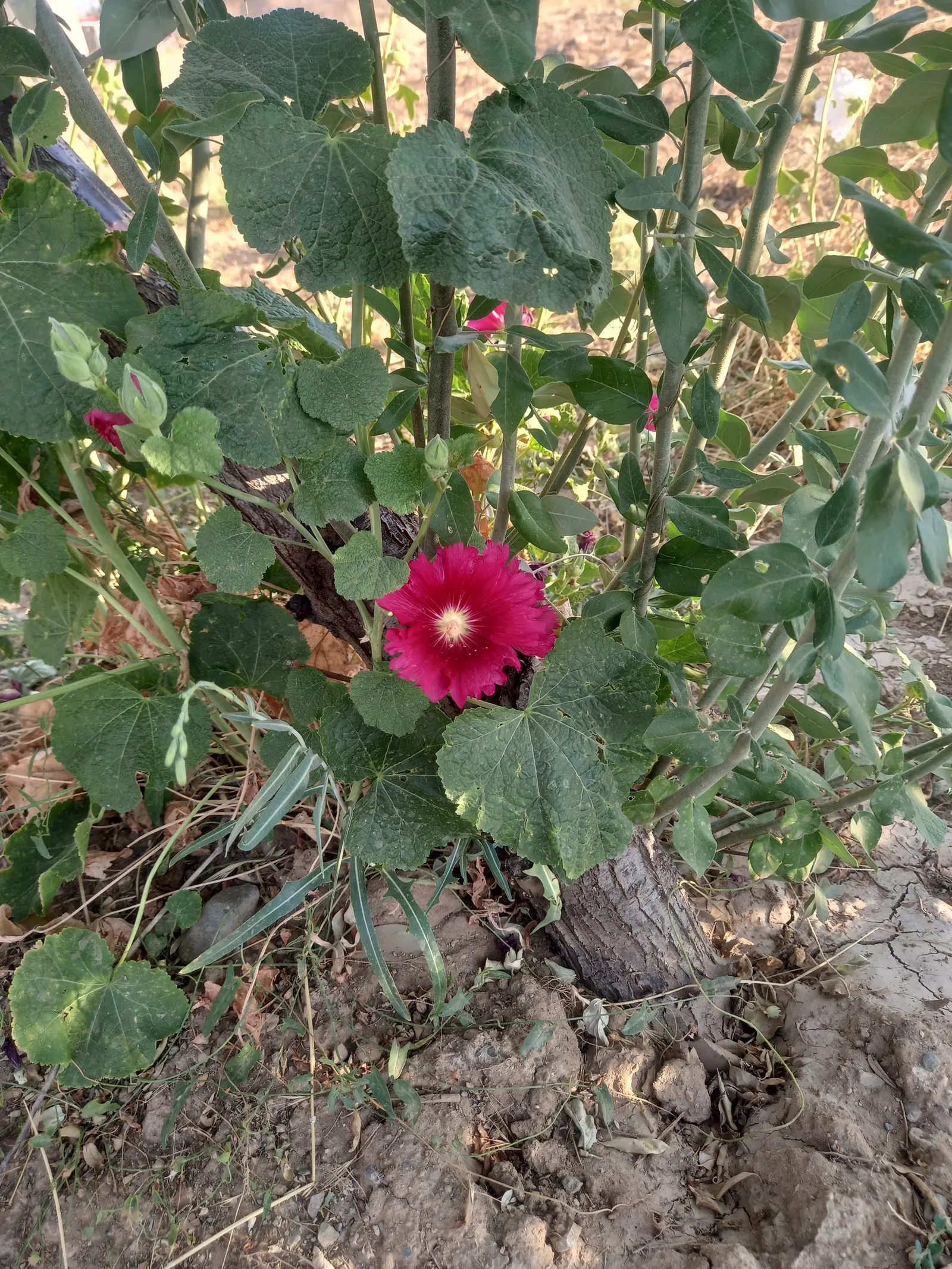 Hollyhock (Alcea Rosea) — Plant in well-drained soil at 18-24 inch intervals; perennial for full