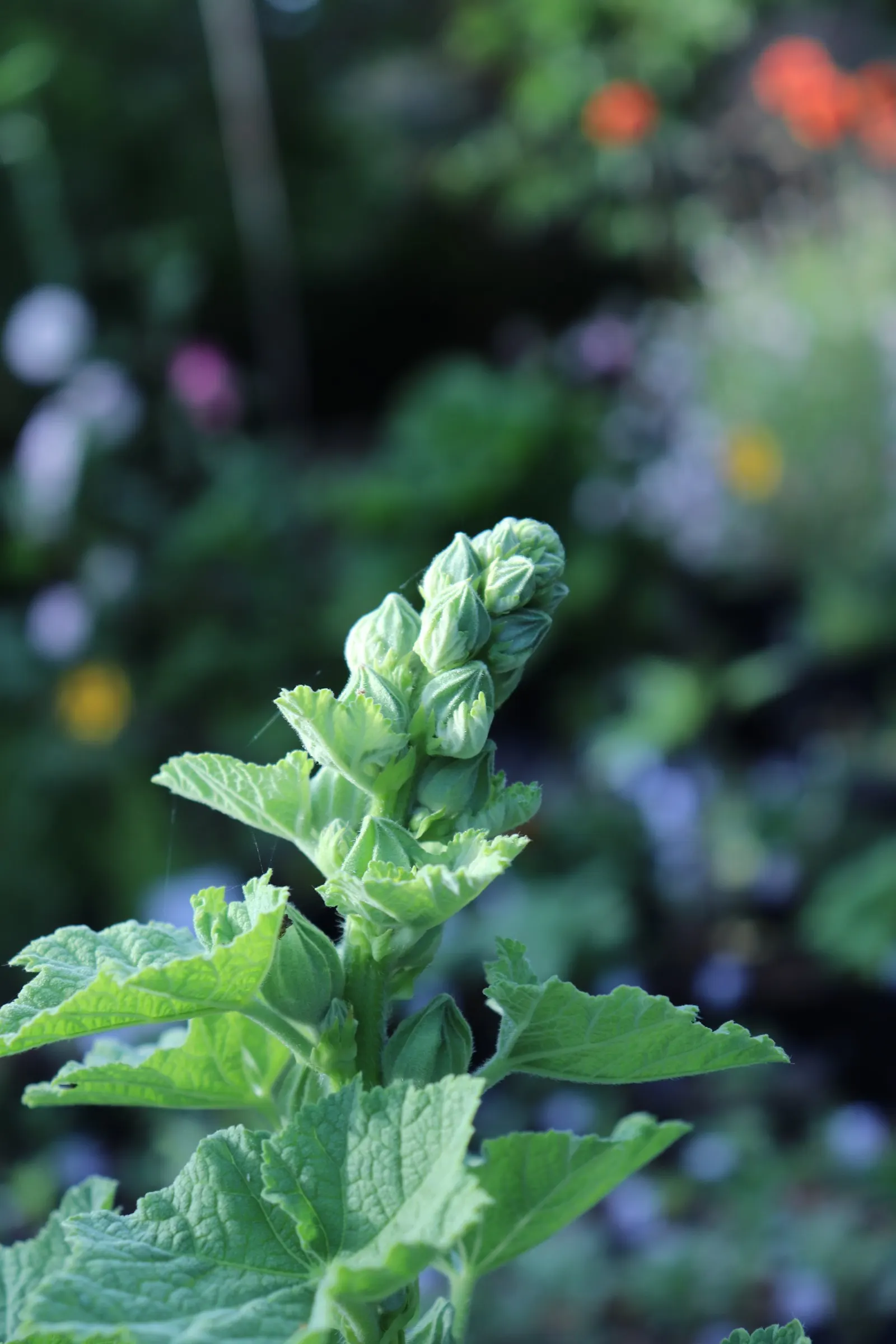 Hollyhock (Alcea Rosea) — to help promote air circulation and prevent rust; it attracts pollinators and adds vertical interest to borders or as a, image 94