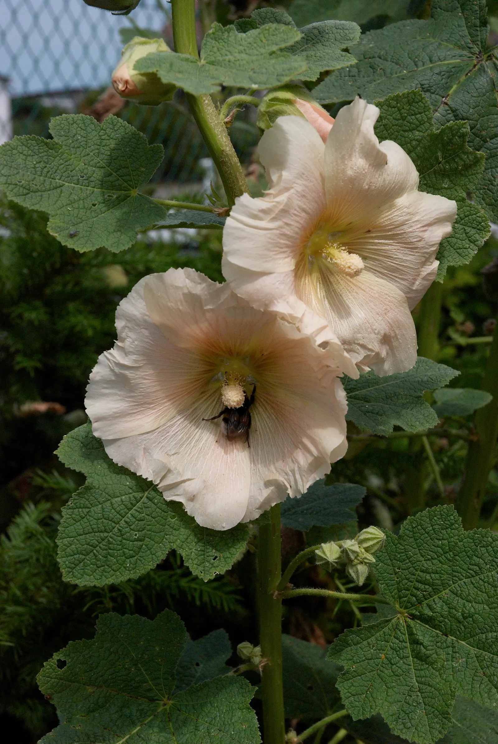Hollyhock (Alcea Rosea) — usually around 18 to 24 inches; pink and red flowers in the garden