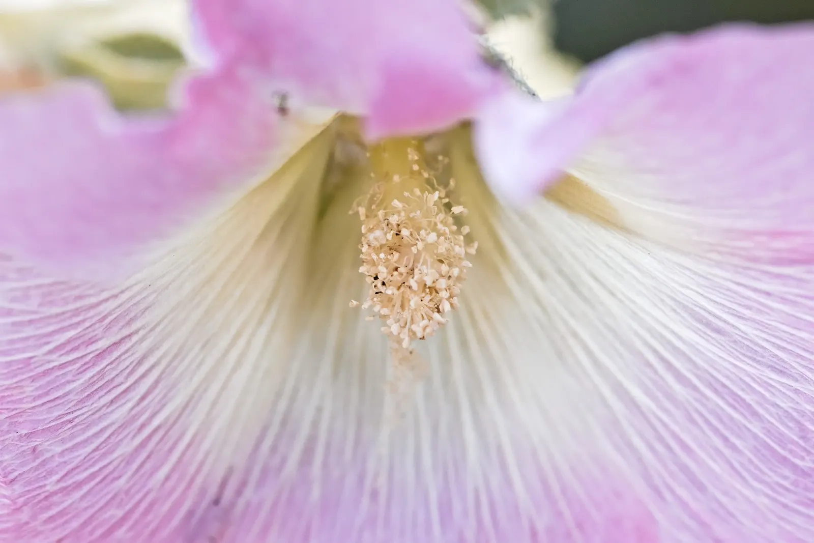 Hollyhock (Alcea Rosea) — usually around 18 to 24 inches; pink and red flowers in the garden, image 118