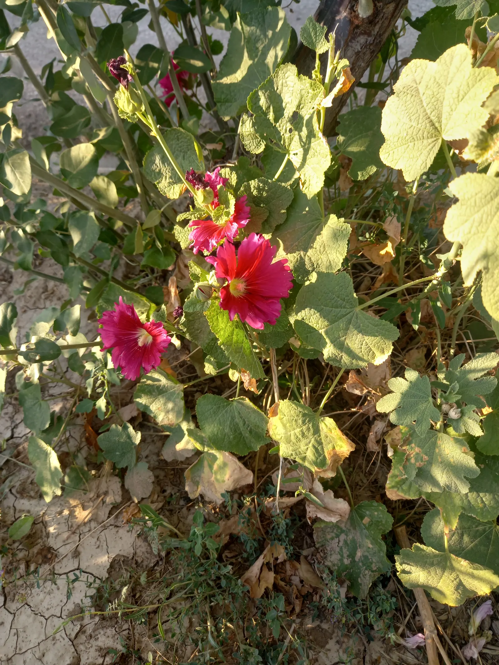 Hollyhock (Alcea Rosea) — Its large, showy blossoms appear in a variety of colors from July to September, flourishing in full sun; usually around 18 to 24