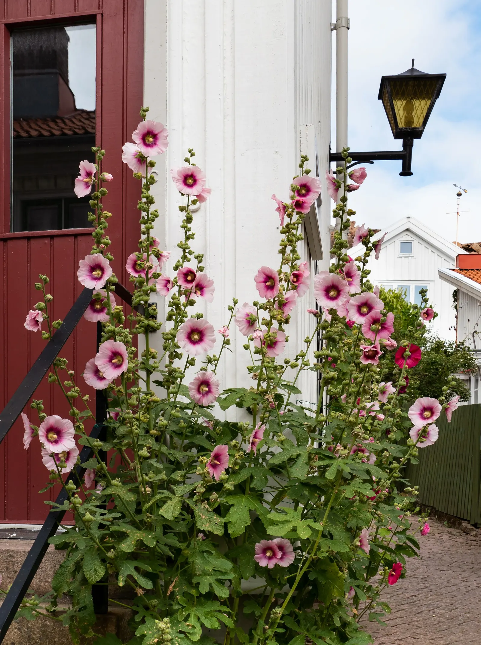 Hollyhock (Alcea Rosea) — usually around 18 to 24 inches