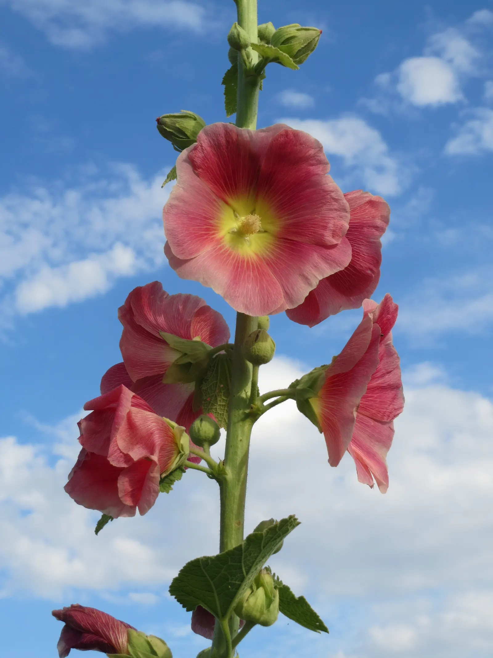 Hollyhock (Alcea Rosea) — scientifically known as Alcea rosea; and yellow.<br><br>Blooming from mid-summer to early fall, image 106