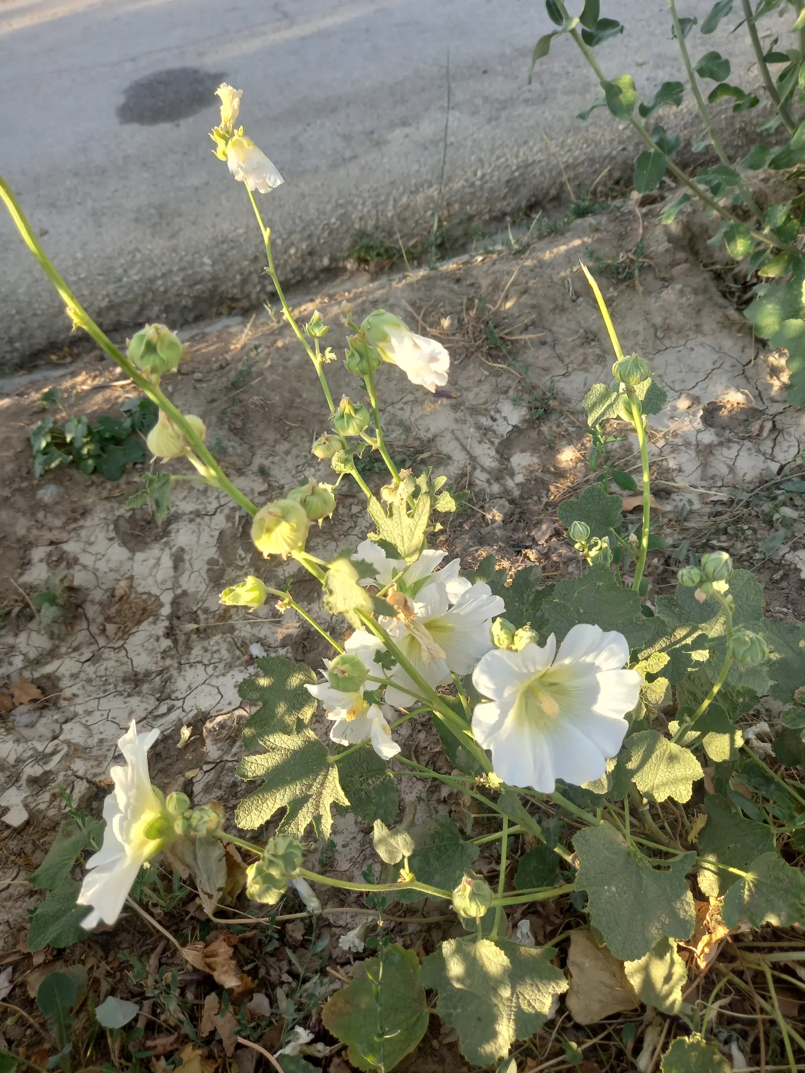 Hollyhock (Alcea Rosea) — It attracts pollinators and adds vertical interest to borders or as a background plant; is an eye-catching herbaceous perennial that