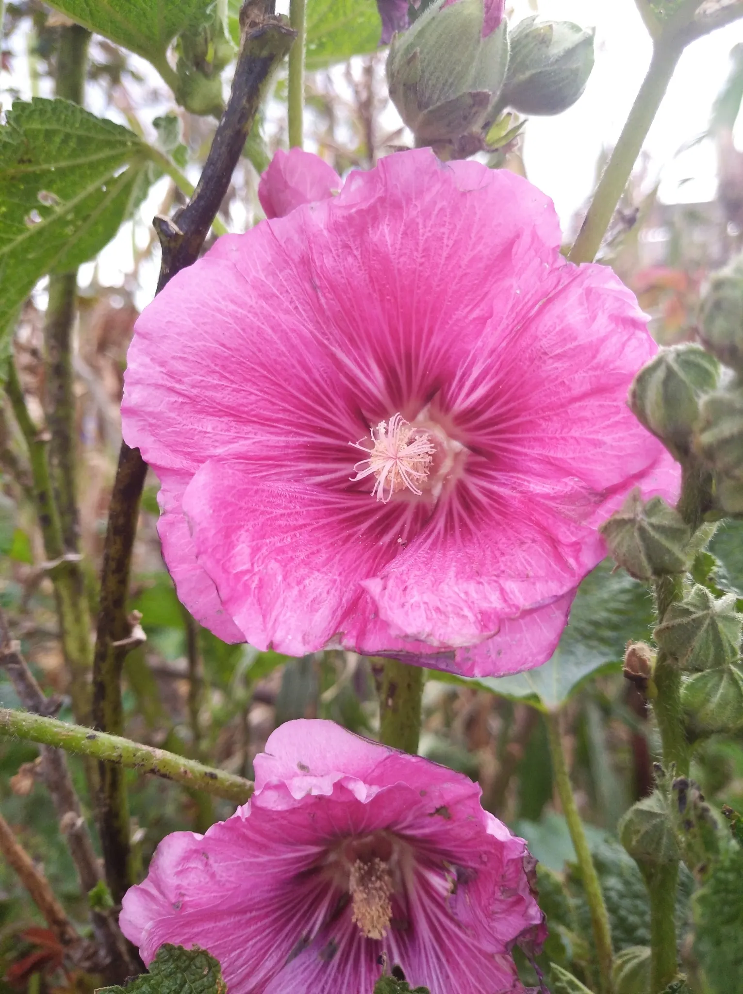 Hollyhock (Alcea Rosea) — reaching up to 5-8 feet tall; the plant is renowned for its towering spires adorned with a profusion of colorful blooms