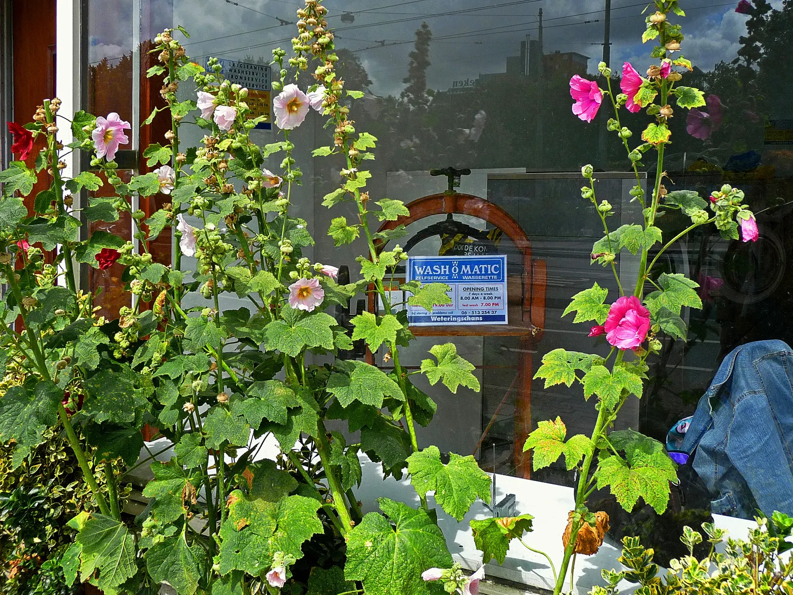 Hollyhock (Alcea Rosea) — to help promote air circulation and prevent rust