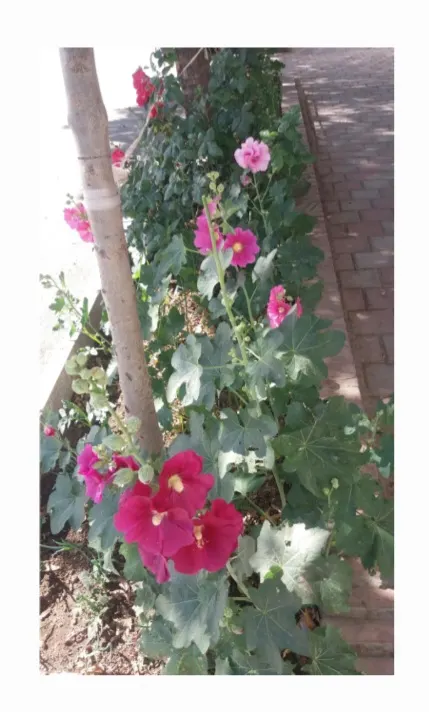 Hollyhock (Alcea Rosea) — is an eye-catching herbaceous perennial that can bring a touch of old-fashioned charm to any landscape design