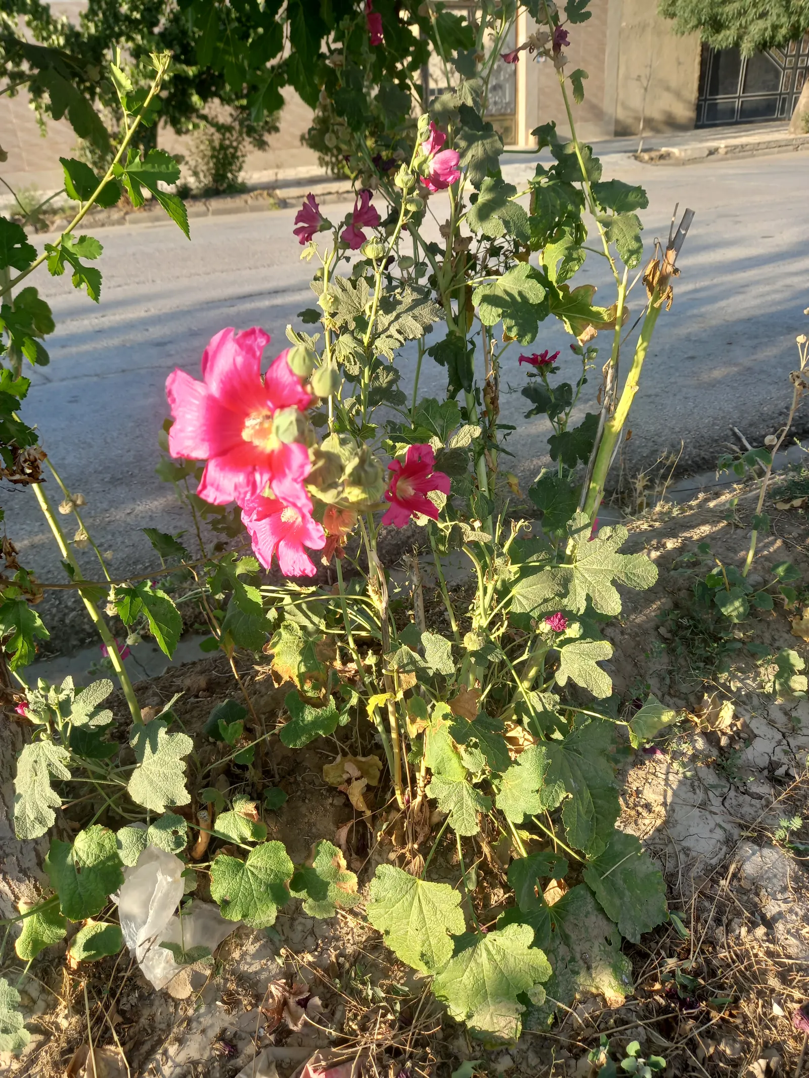 Hollyhock (Alcea Rosea) — perennial with pink and red blooms; hollyhocks thrive in full sun and prefer well-drained, image 74