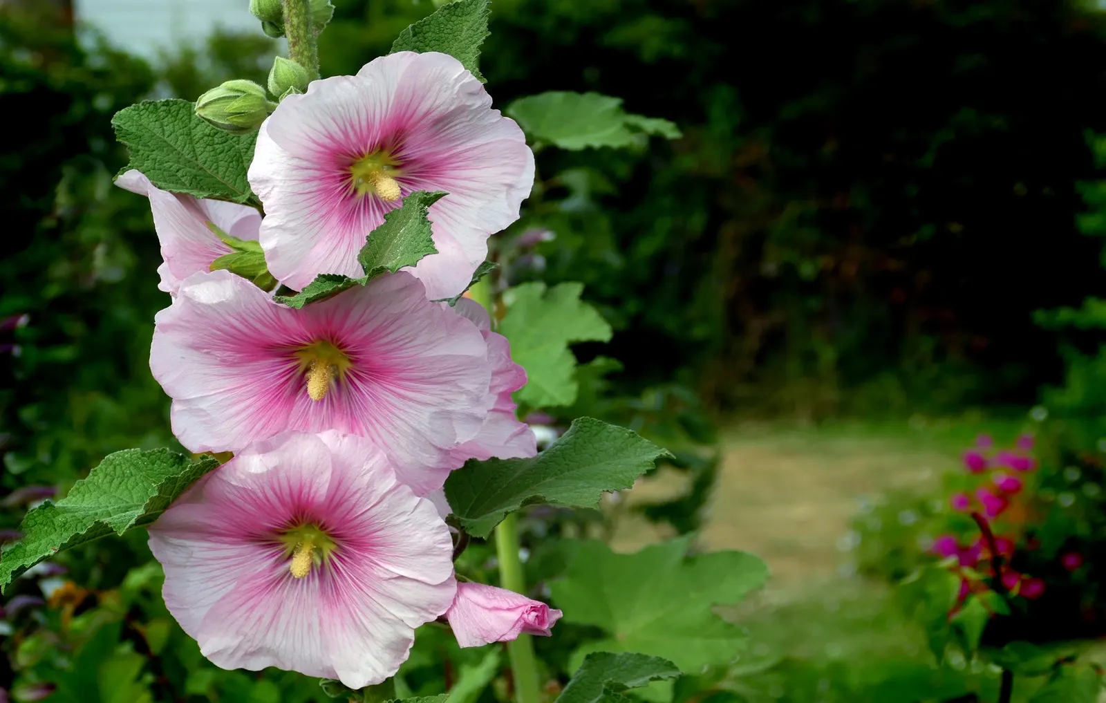 Hollyhock (Alcea Rosea) — They are hardy in USDA zones 3 to 8, tolerating a wide range of temperatures once established