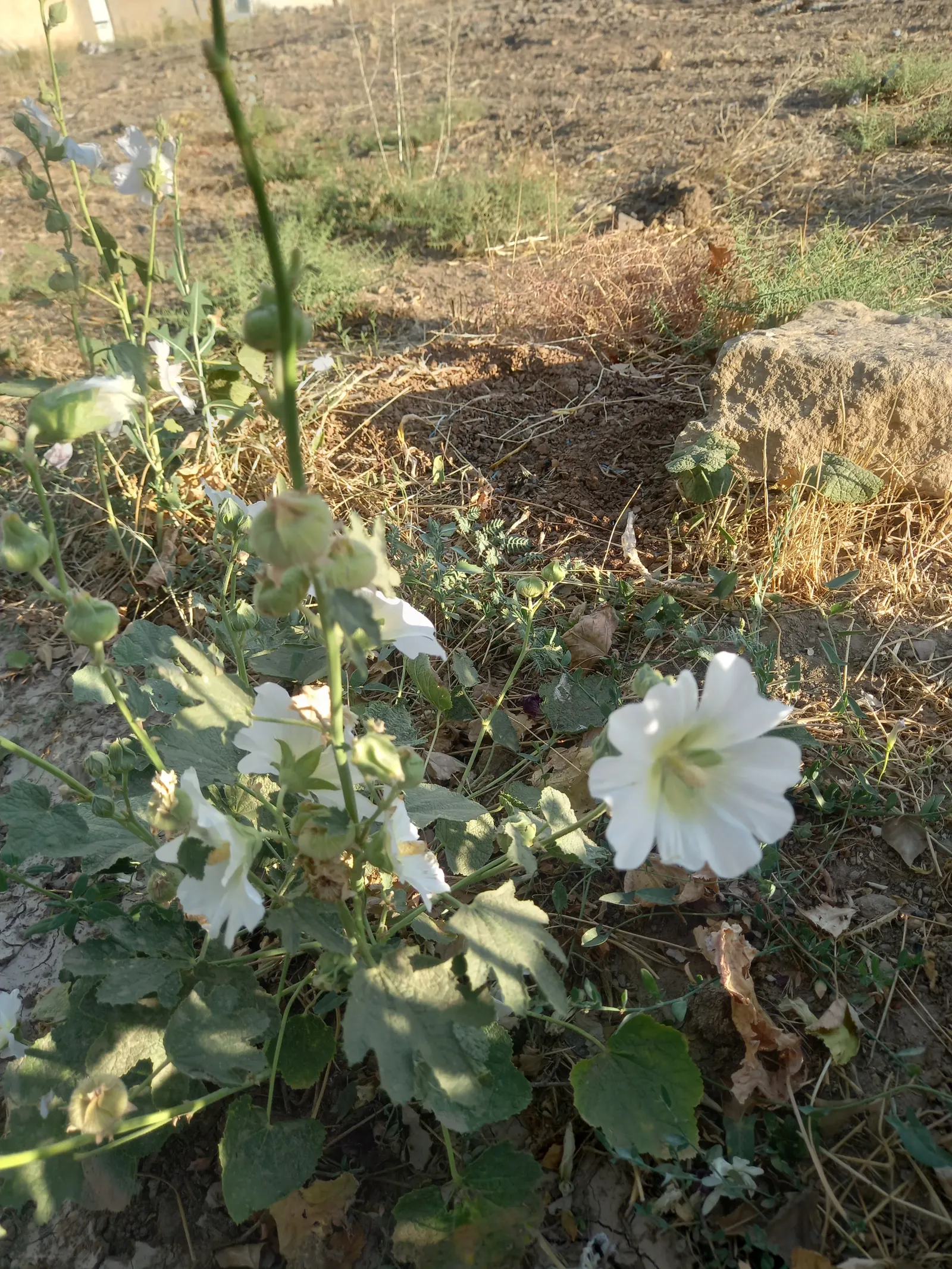 Hollyhock (Alcea Rosea) — scientifically known as Alcea rosea; and yellow.<br><br>Blooming from mid-summer to early fall