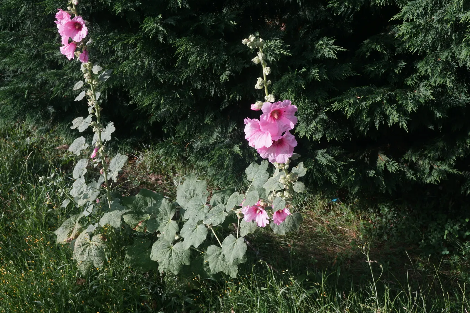 Hollyhock (Alcea Rosea) — Hollyhocks are biennial or short-lived perennials; to help promote air circulation and prevent rust