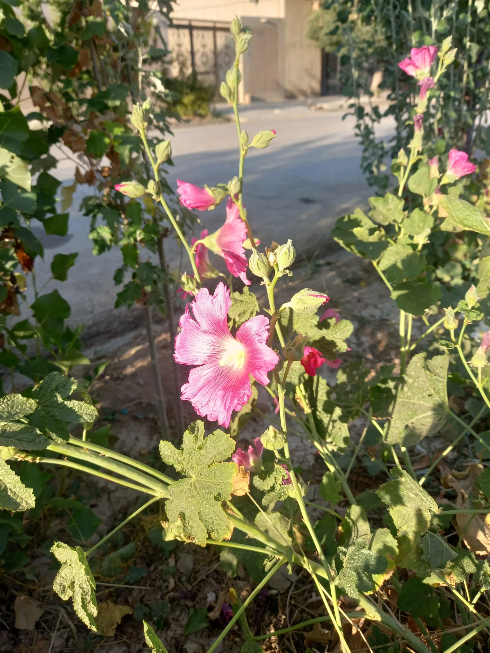 Hollyhock (Alcea Rosea) — Its large, showy blossoms appear in a variety of colors from July to September, flourishing in full sun; usually around, image 53