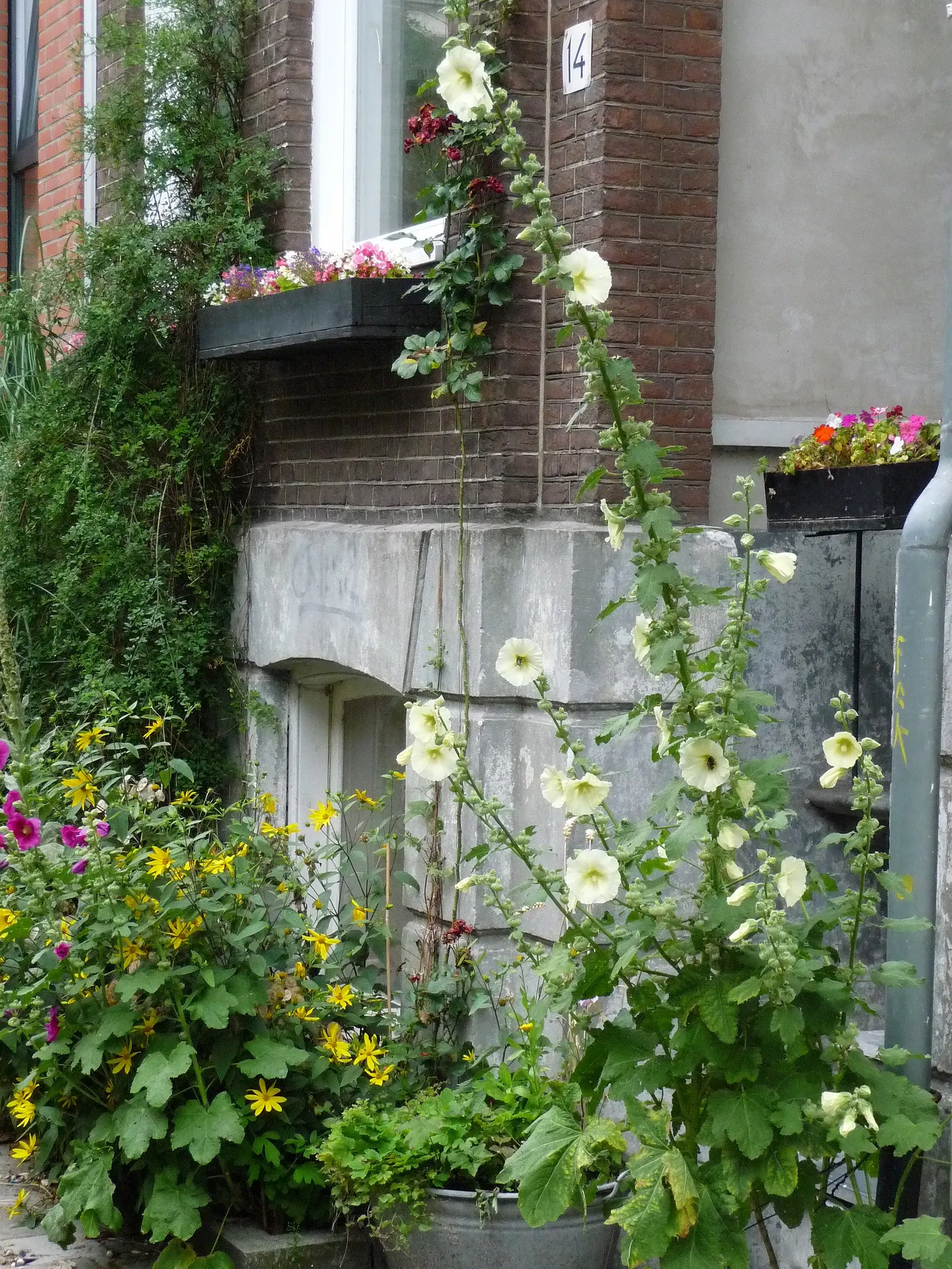 Hollyhock (Alcea Rosea) — is an ornamental biennial known for its towering presence; plant in well-drained soil at 18-24 inch intervals, image 76