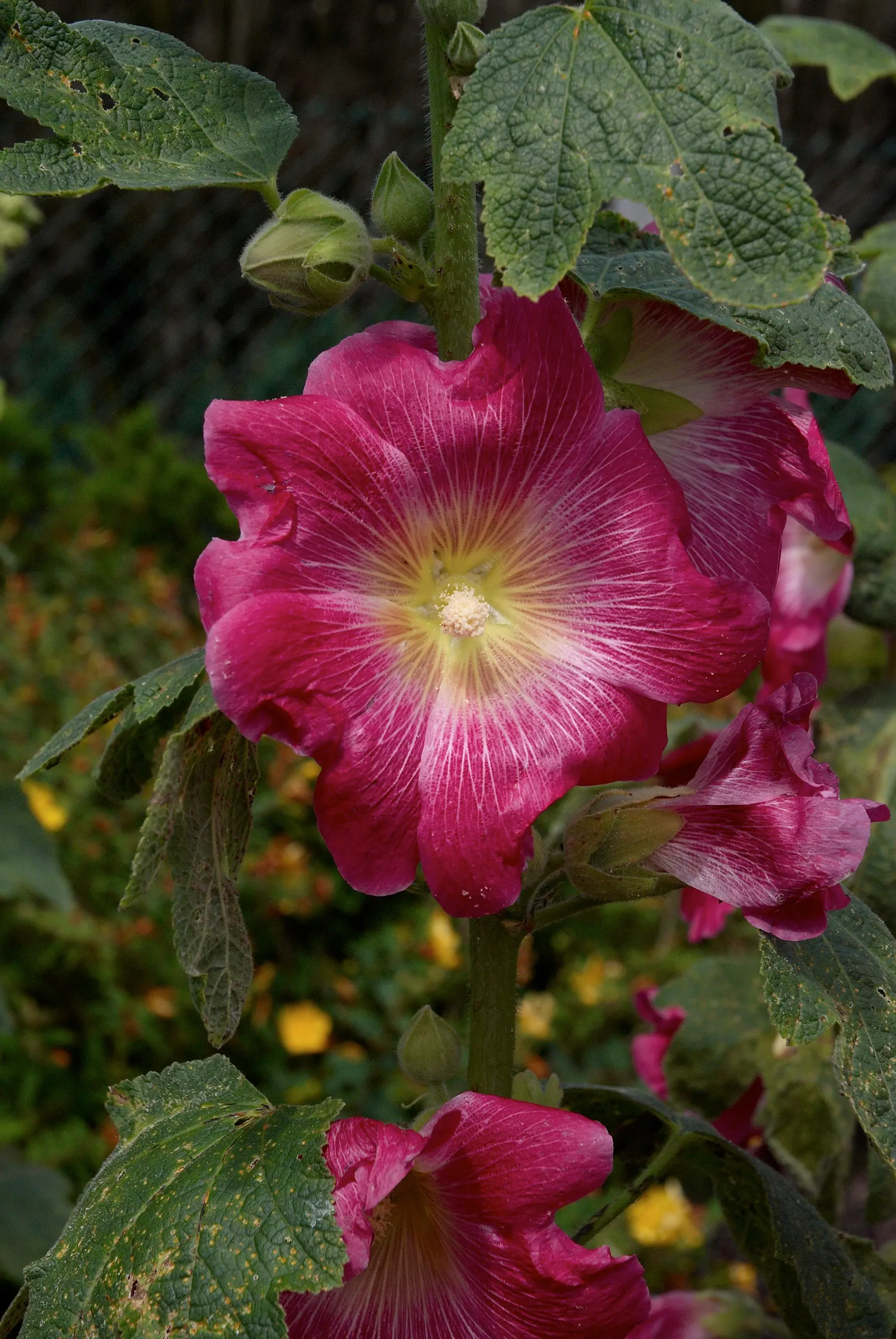 Hollyhock (Alcea Rosea) — Hollyhocks are biennial or short-lived perennials; to help promote air circulation and prevent rust, image 121