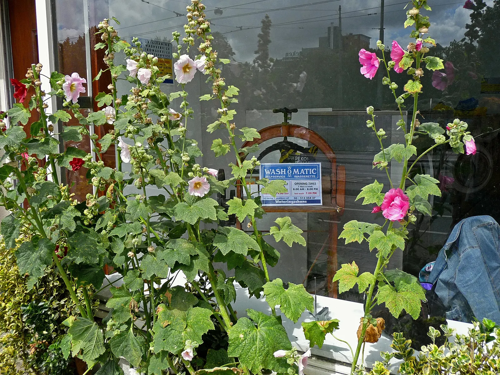 Hollyhock (Alcea Rosea) — pink and red flowers in the garden; hollyhocks typically grow to an impressive height ranging from 6 to 8 feet, image 98